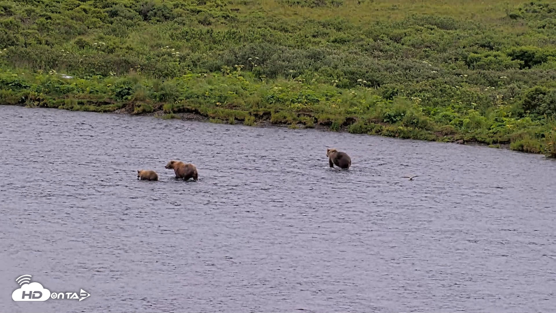 Snapshot of Kodiak Alaska Brown Bears Live Webcam taken Aug 7, 2026, 10:02am AKDT