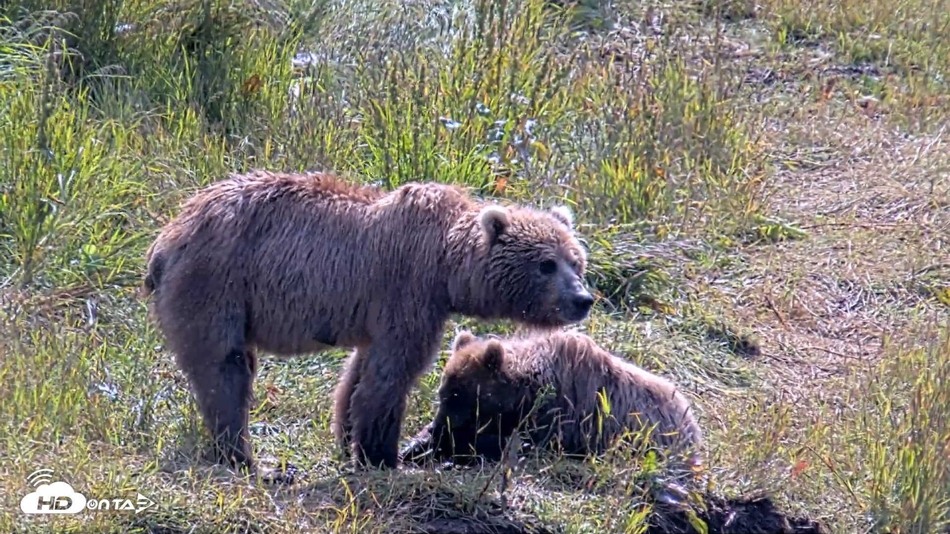 Snapshot of Kodiak Alaska Brown Bears Live Webcam taken Aug 1, 2026, 12:01pm AKDT