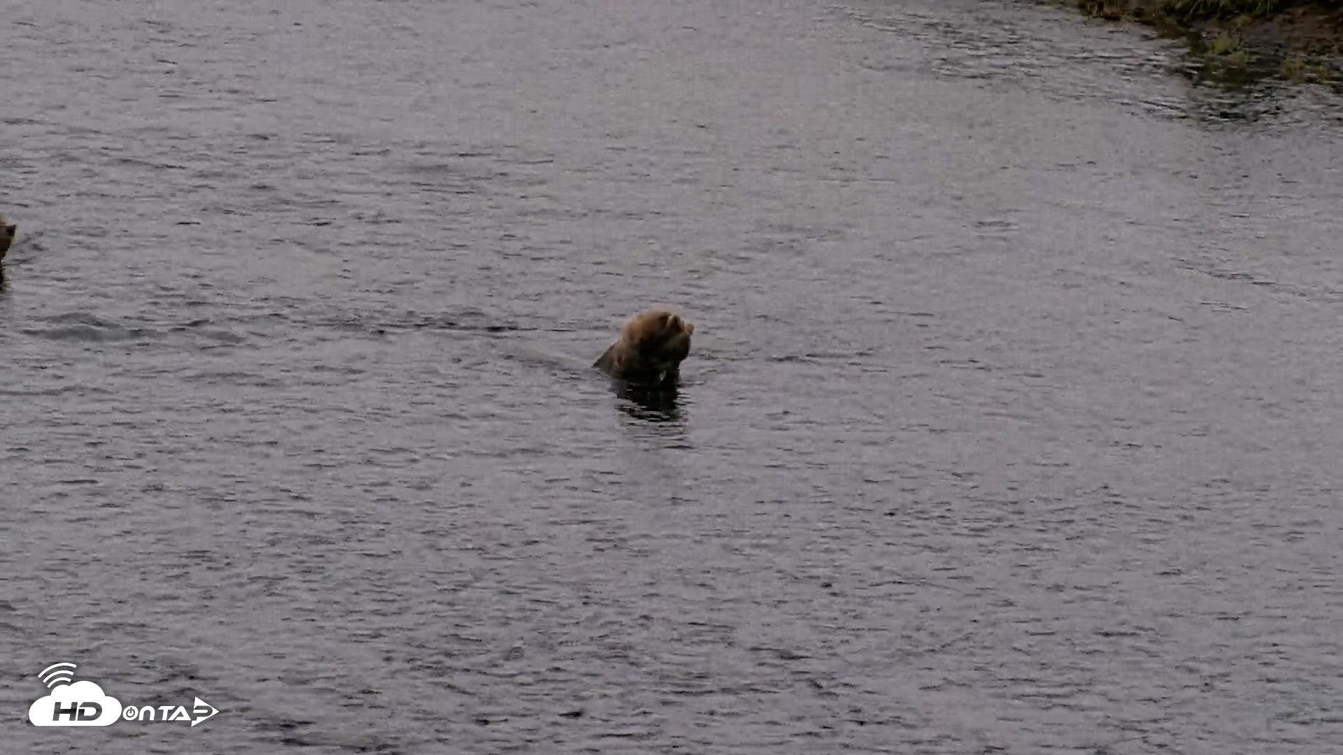 Snapshot of Kodiak Alaska Brown Bears Live Webcam taken Aug 18, 2026, 7:29am AKDT