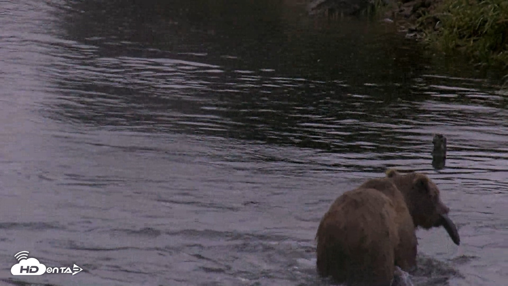 Snapshot of Kodiak Alaska Brown Bears Live Webcam taken Jul 22, 2026, 6:30am AKDT