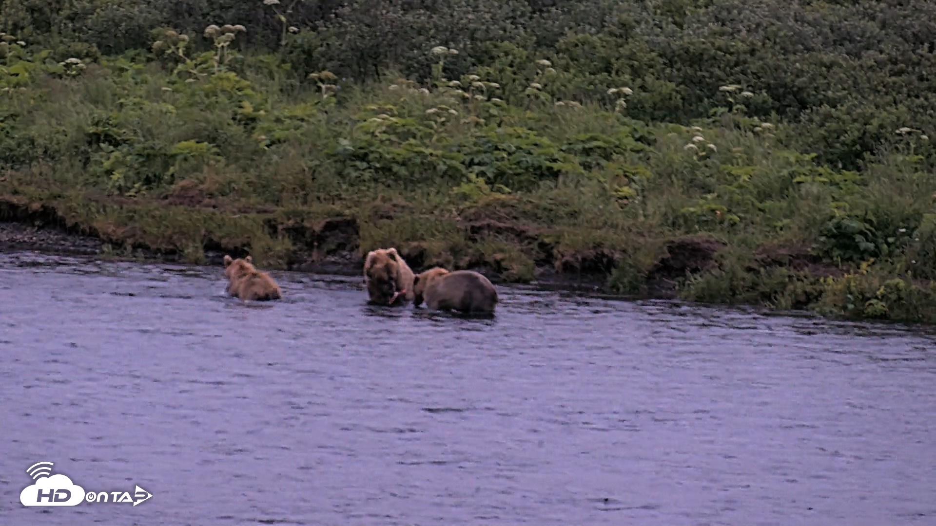 Snapshot of Kodiak Alaska Brown Bears Live Webcam taken Jul 31, 2026, 10:43pm AKDT