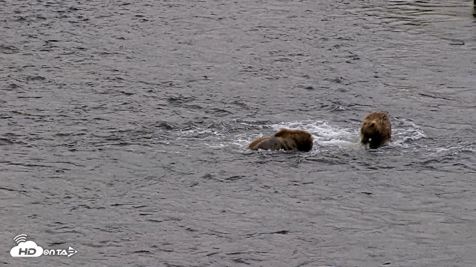Snapshot of Kodiak Alaska Brown Bears Live Webcam taken Aug 3, 2026, 6:40am AKDT