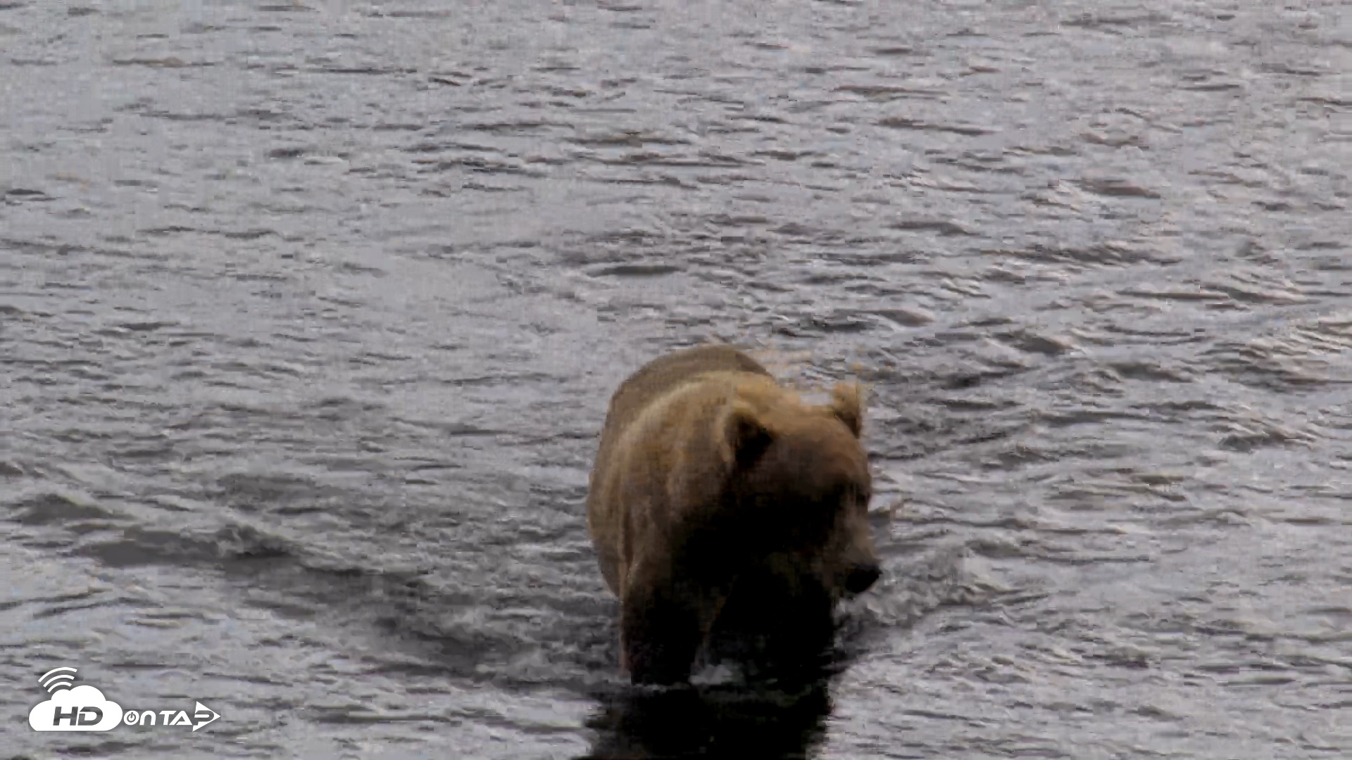 Snapshot of Kodiak Alaska Brown Bears Live Webcam taken Aug 21, 2026, 12:51pm AKDT