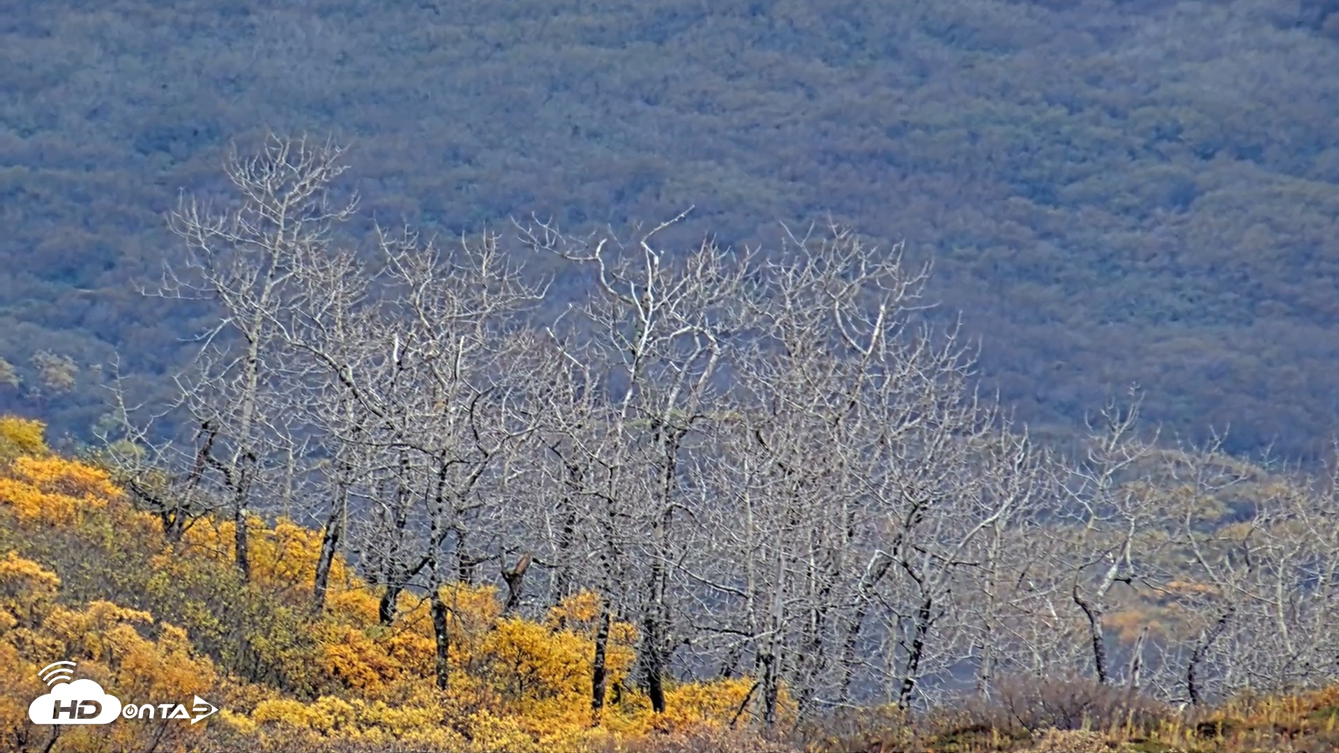 Snapshot of Kodiak Alaska Brown Bears Live Webcam taken Oct 6, 2026, 10:47am AKDT