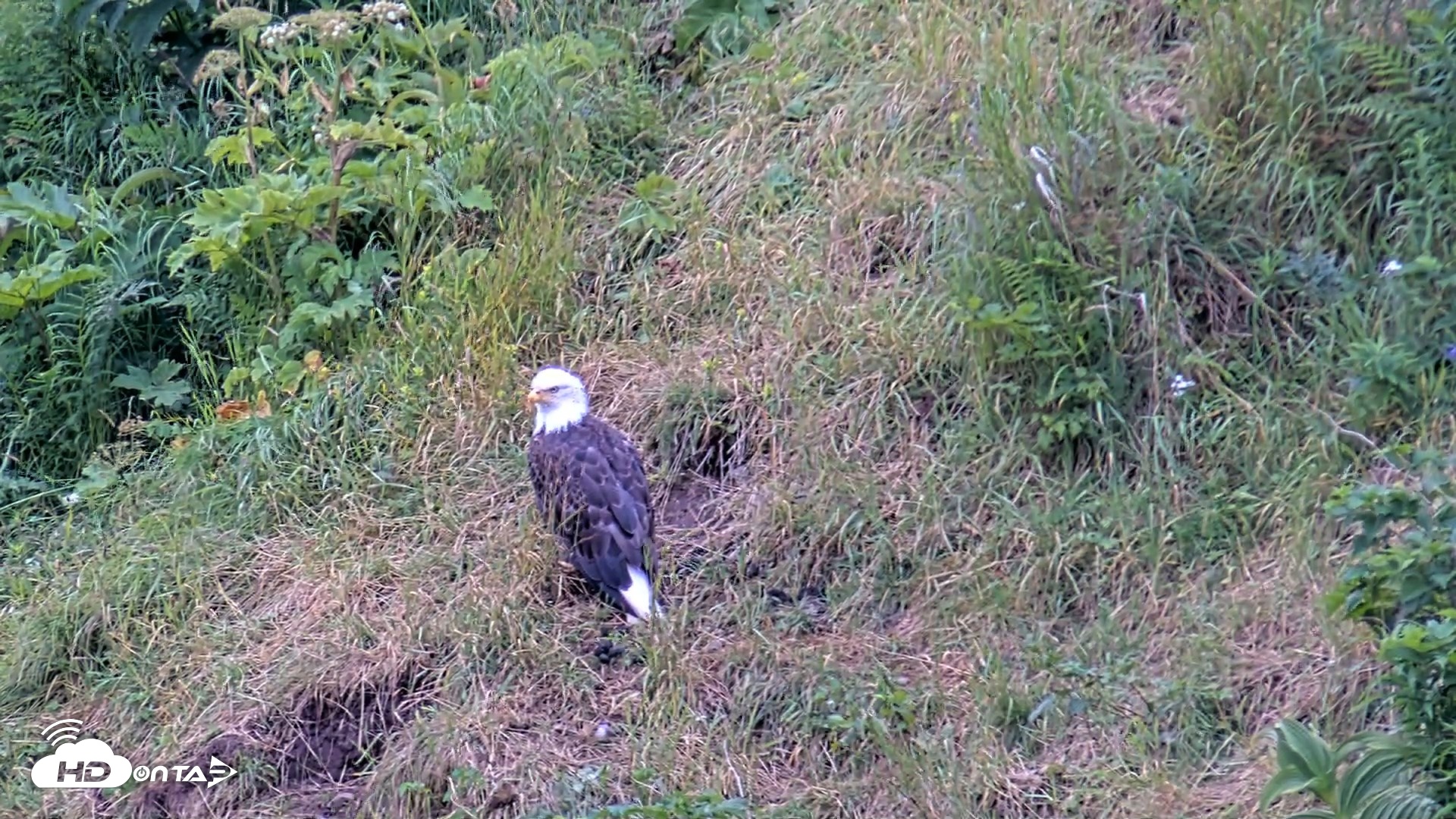 Snapshot of Kodiak Alaska Brown Bears Live Webcam taken Aug 5, 2026, 8:38am AKDT