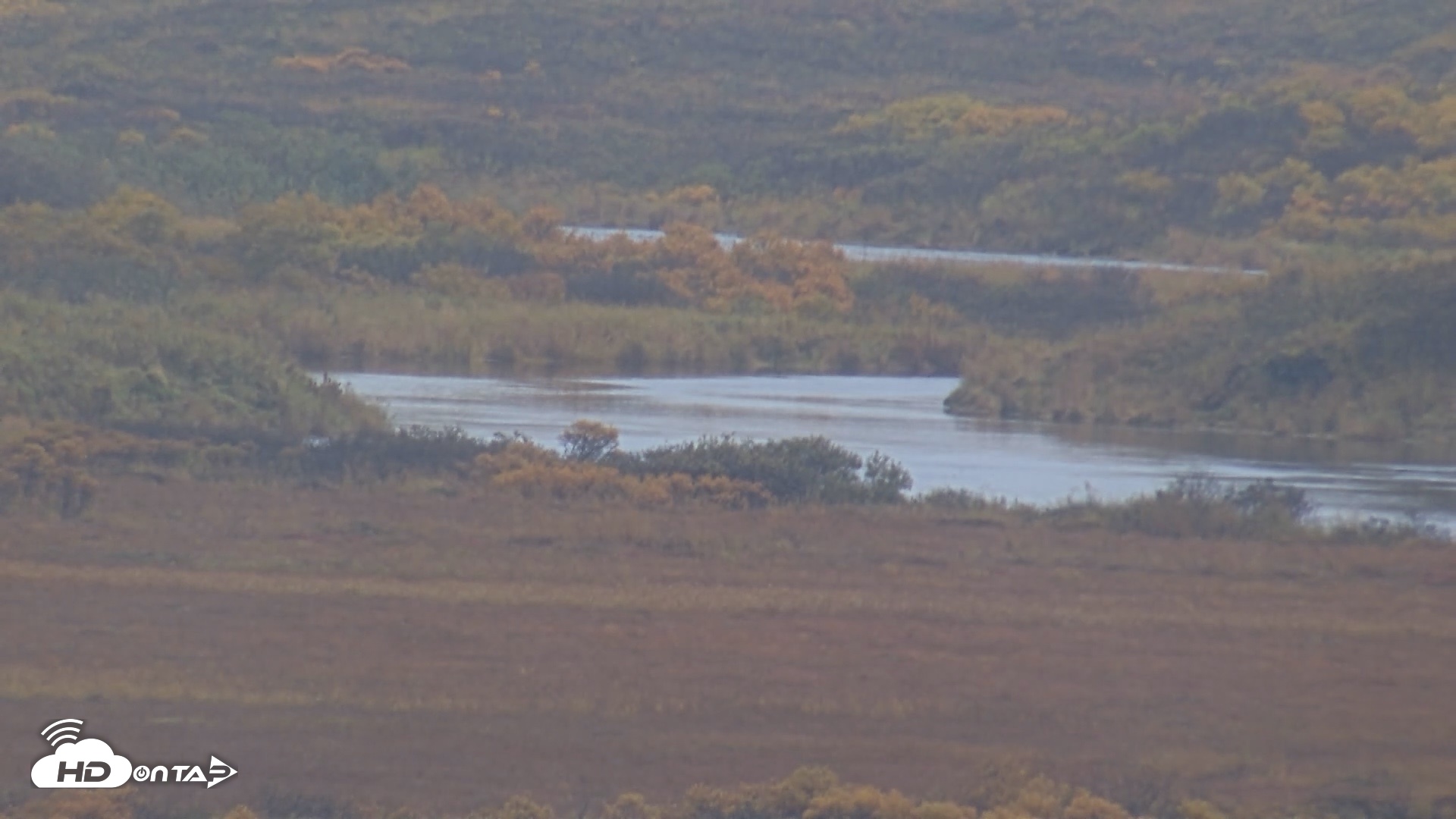 Snapshot of Kodiak Alaska Brown Bears Live Webcam taken Oct 4, 2026, 5:47pm AKDT