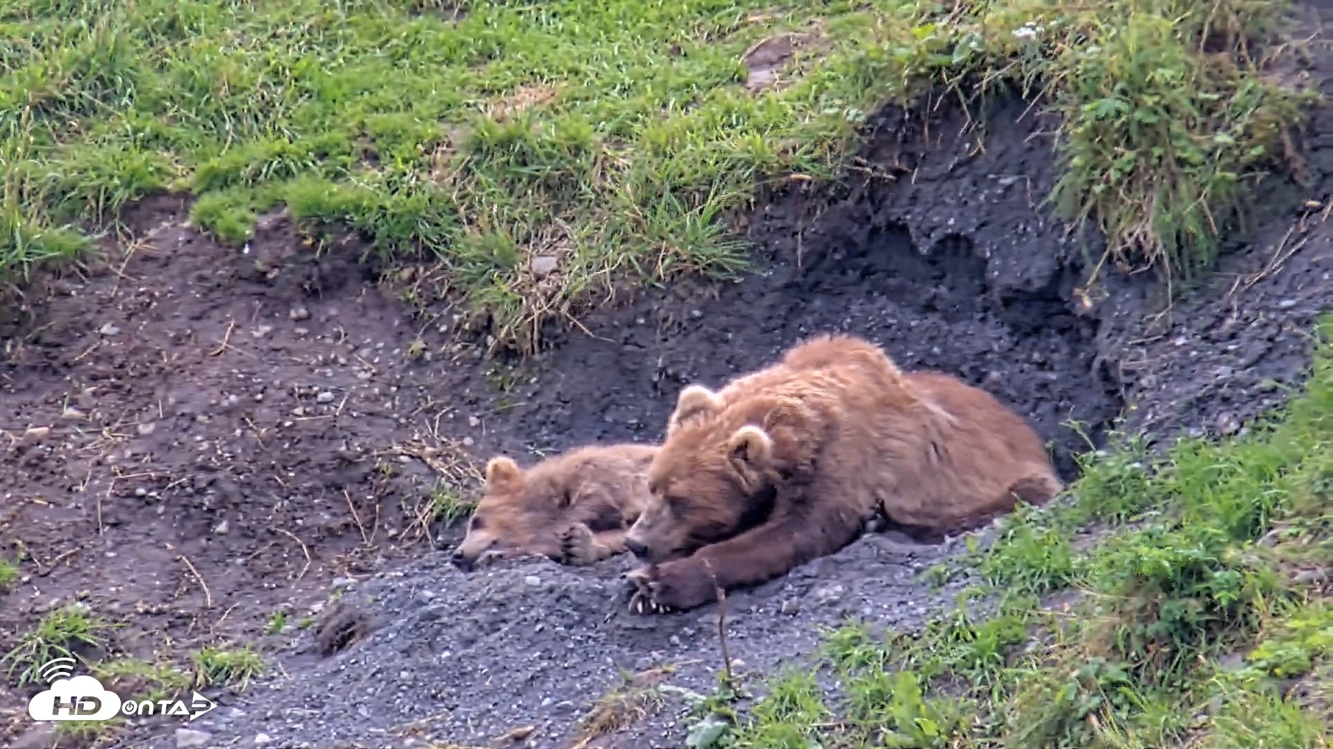 Snapshot of Kodiak Alaska Brown Bears Live Webcam taken Aug 22, 2026, 3:23pm AKDT