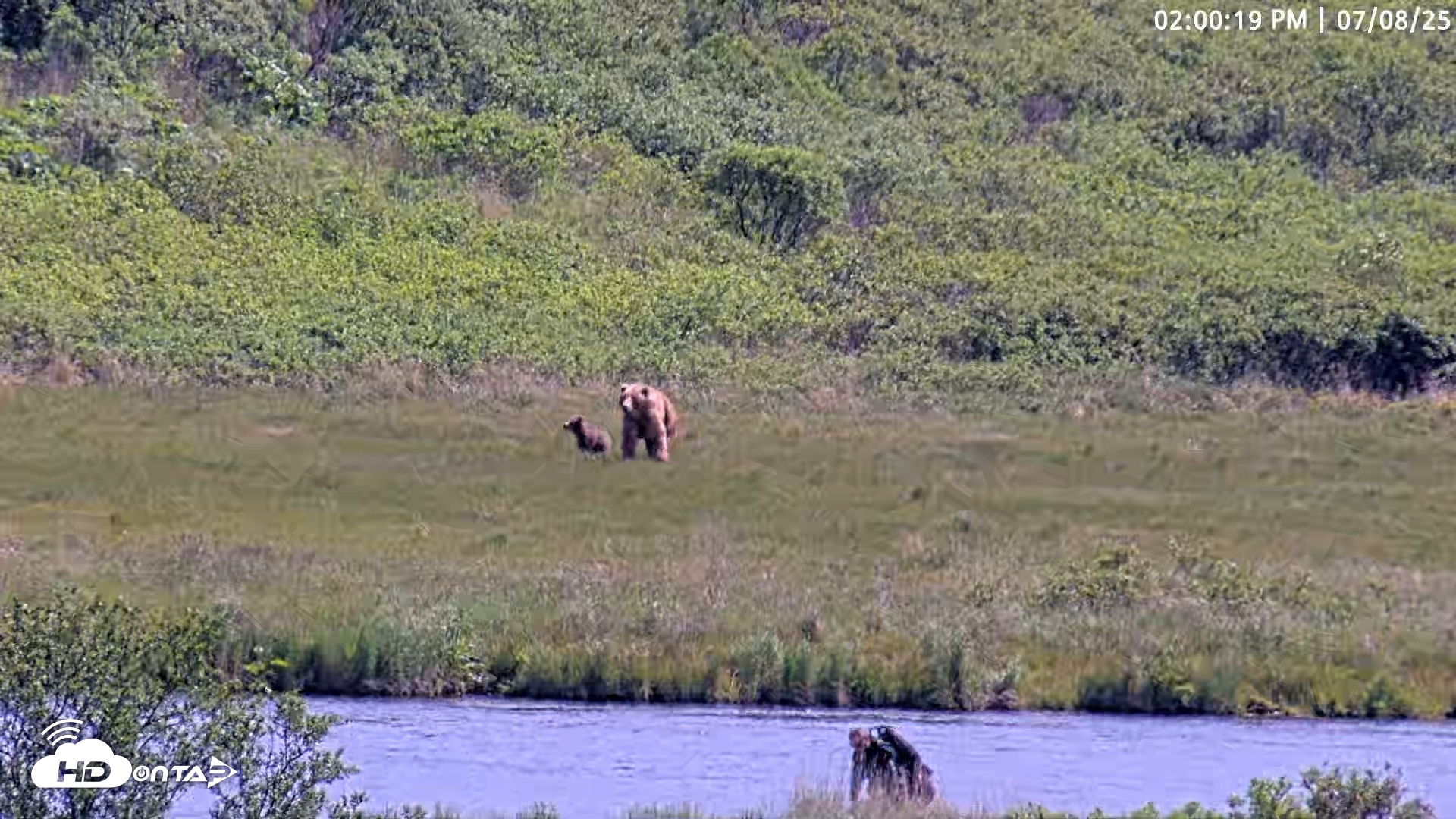 Snapshot of Kodiak Alaska Brown Bears Live Webcam taken Jul 8, 2025, 2:01pm AKDT