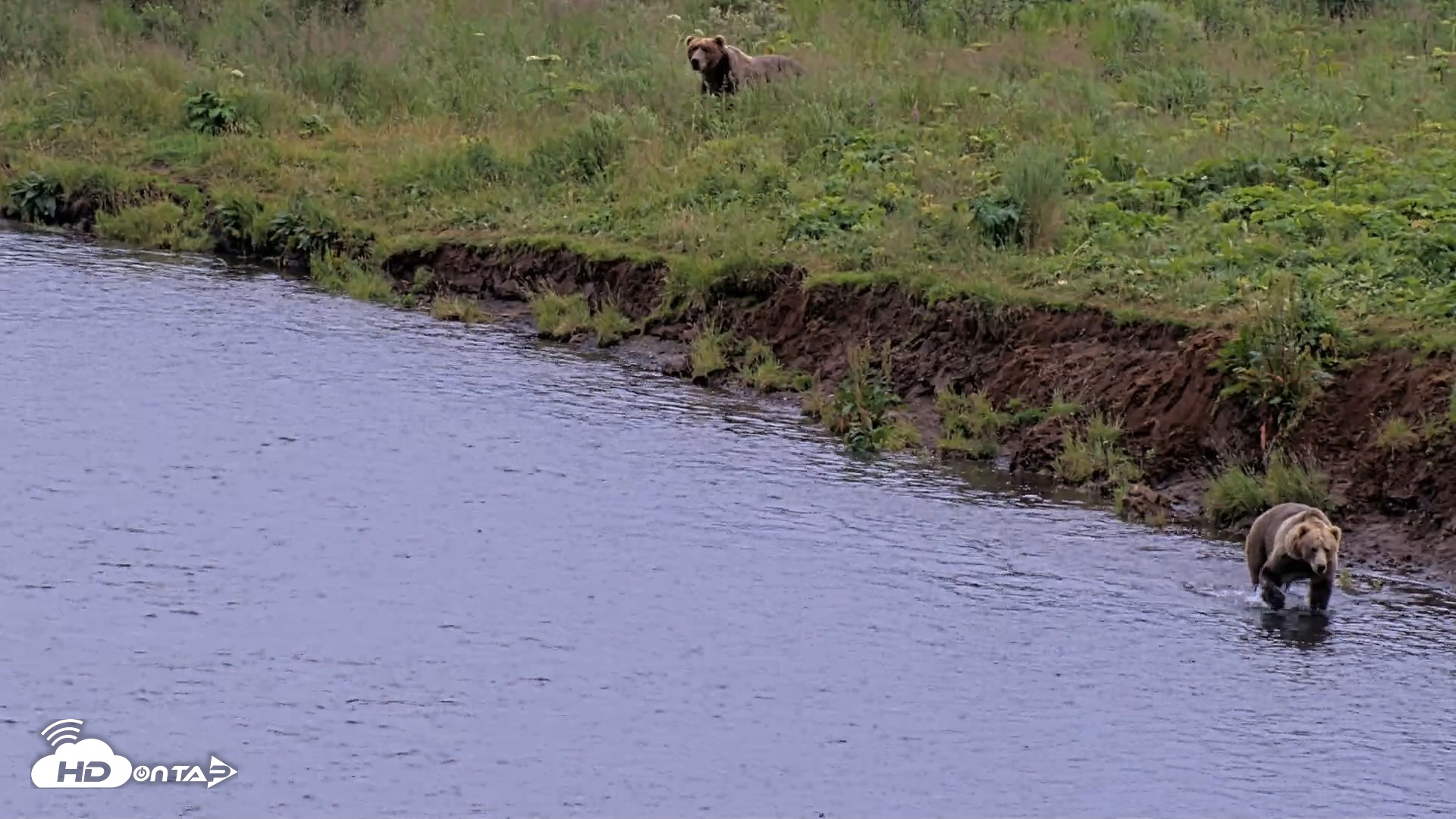 Snapshot of Kodiak Alaska Brown Bears Live Webcam taken Aug 10, 2026, 7:44pm AKDT