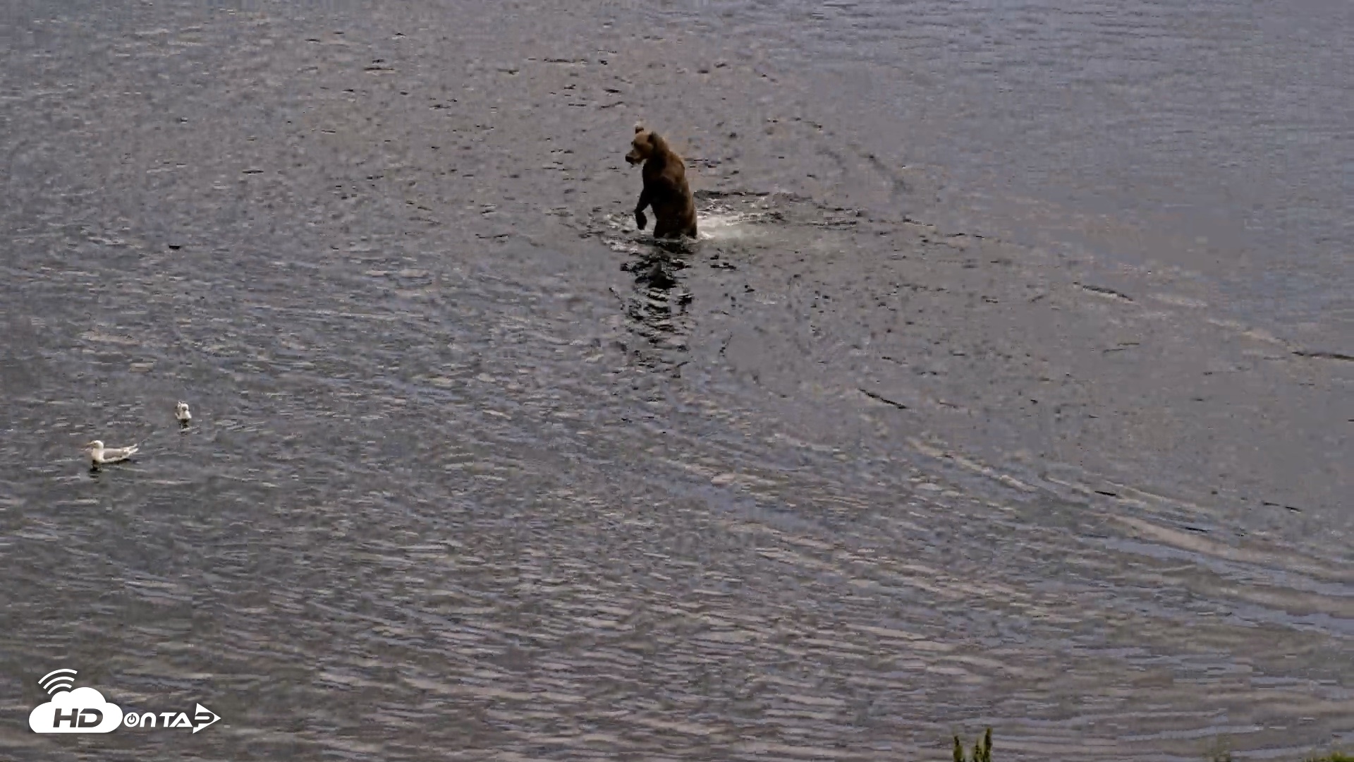 Snapshot of Kodiak Alaska Brown Bears Live Webcam taken Aug 20, 2026, 8:21pm AKDT