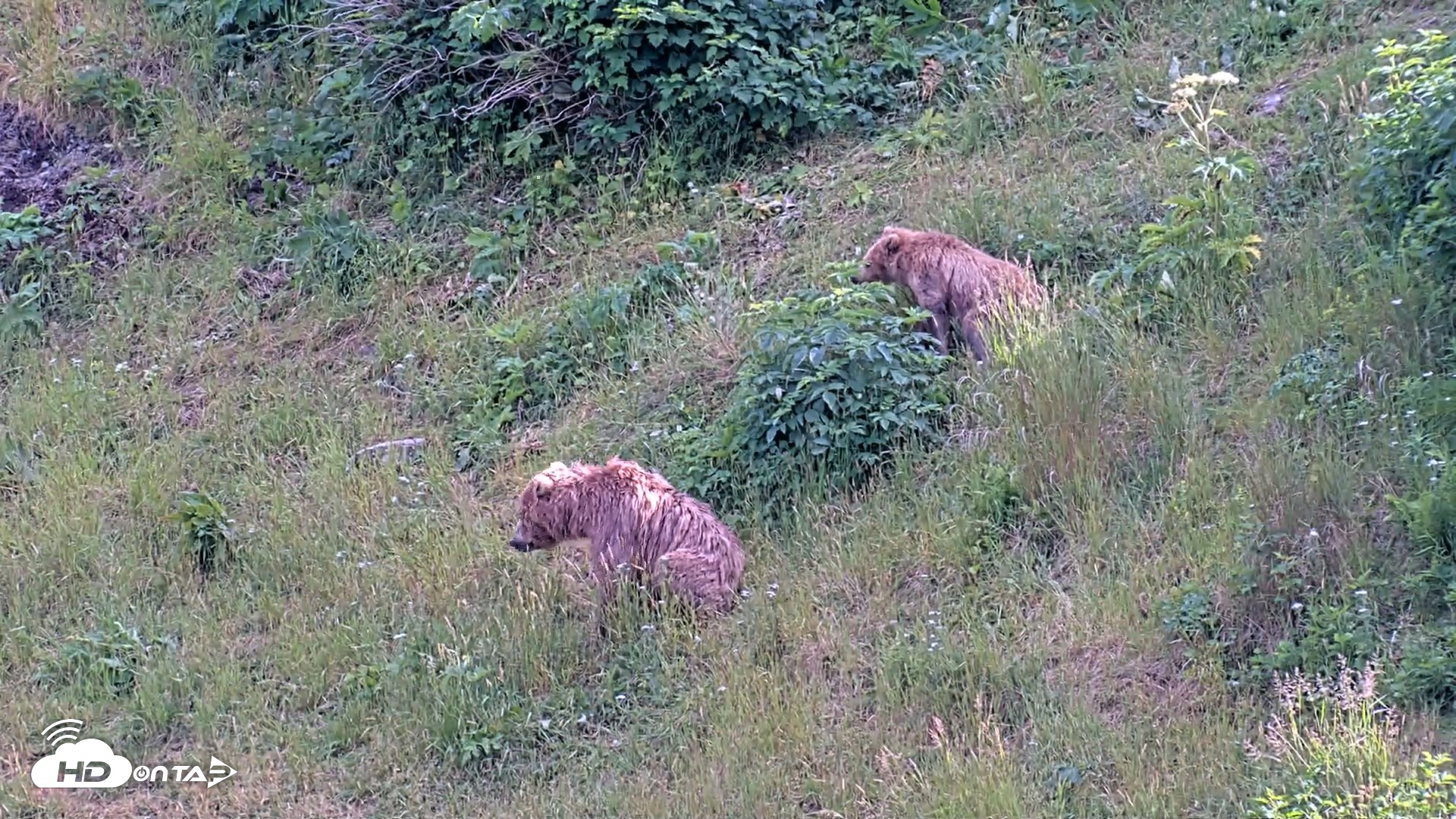 Snapshot of Kodiak Alaska Brown Bears Live Webcam taken Aug 1, 2026, 6:11pm AKDT