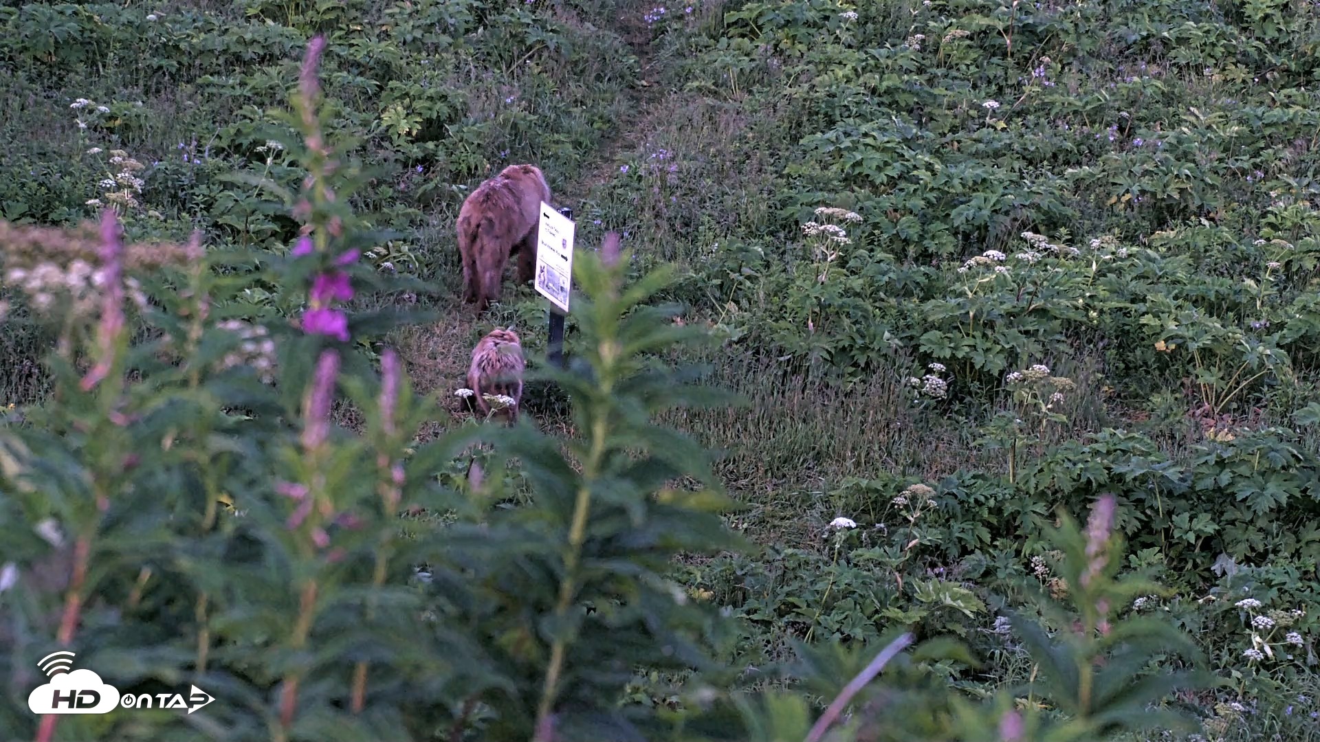 Snapshot of Kodiak Alaska Brown Bears Live Webcam taken Jul 29, 2026, 11:09pm AKDT