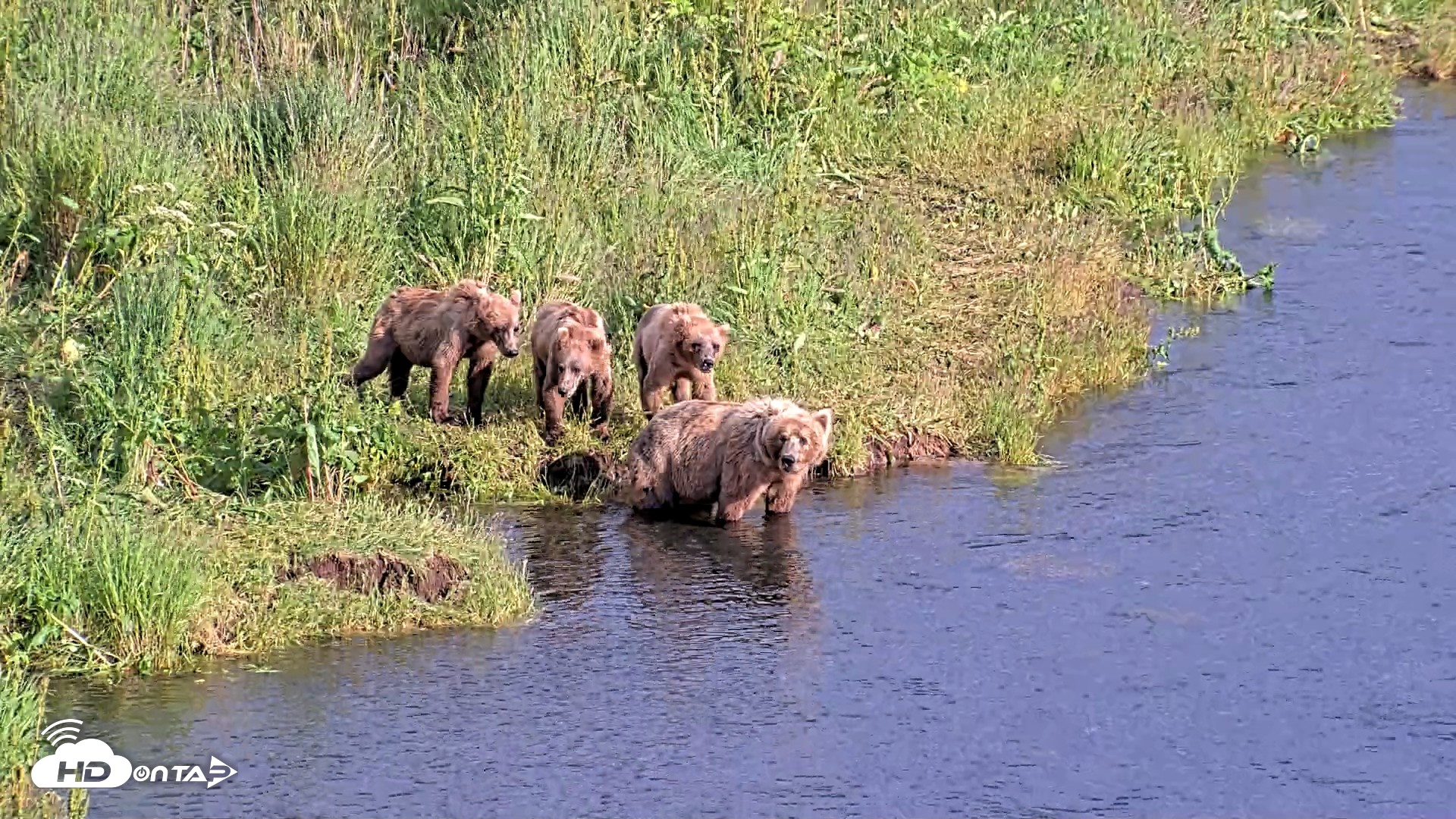 Snapshot of Kodiak Alaska Brown Bears Live Webcam taken Jul 28, 2026, 6:57pm AKDT