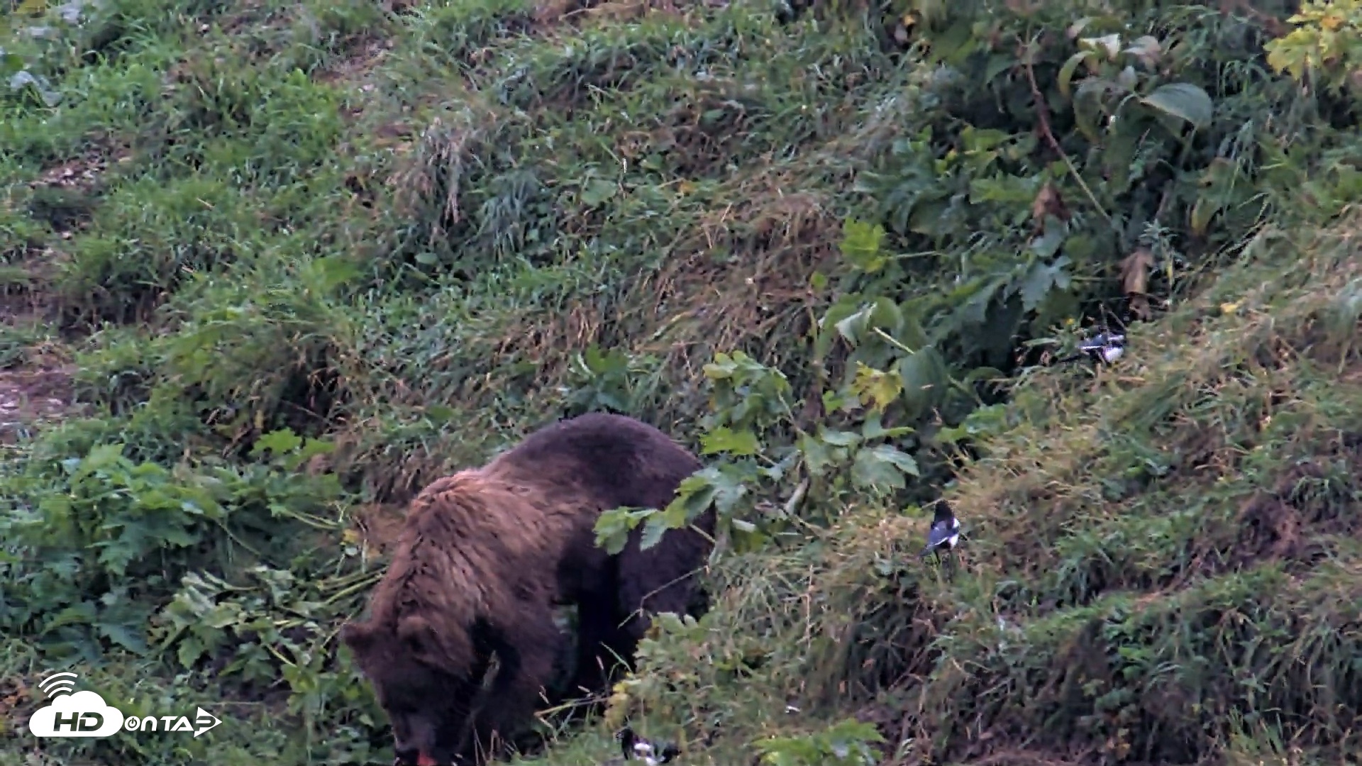 Snapshot of Kodiak Alaska Brown Bears Live Webcam taken Aug 17, 2026, 8:24am AKDT
