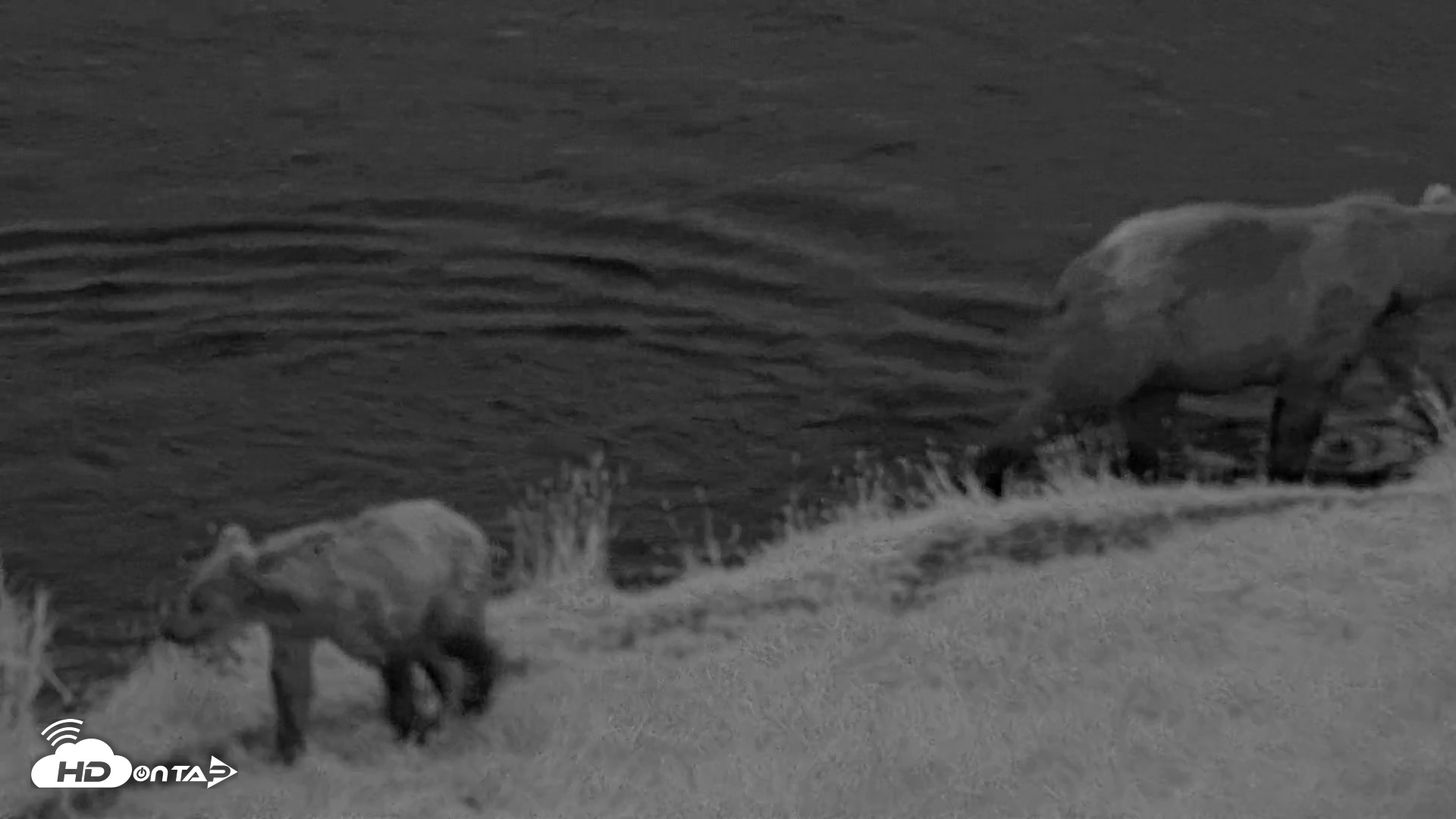 Snapshot of Kodiak Alaska Brown Bears Live Webcam taken Aug 21, 2026, 6:38am AKDT