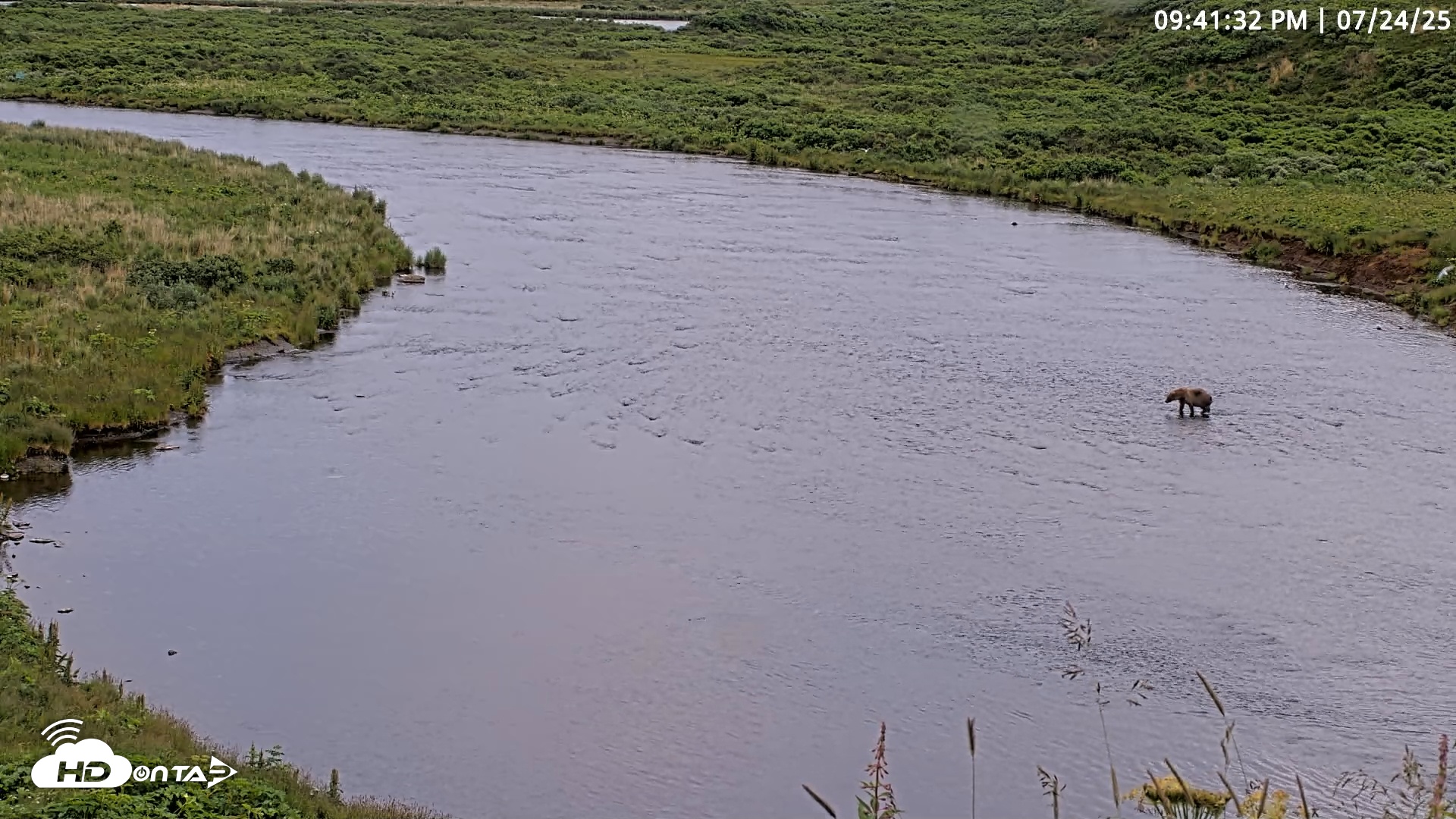 Snapshot of Kodiak Alaska Brown Bears Live Webcam taken Jul 24, 2025, 9:42pm AKDT