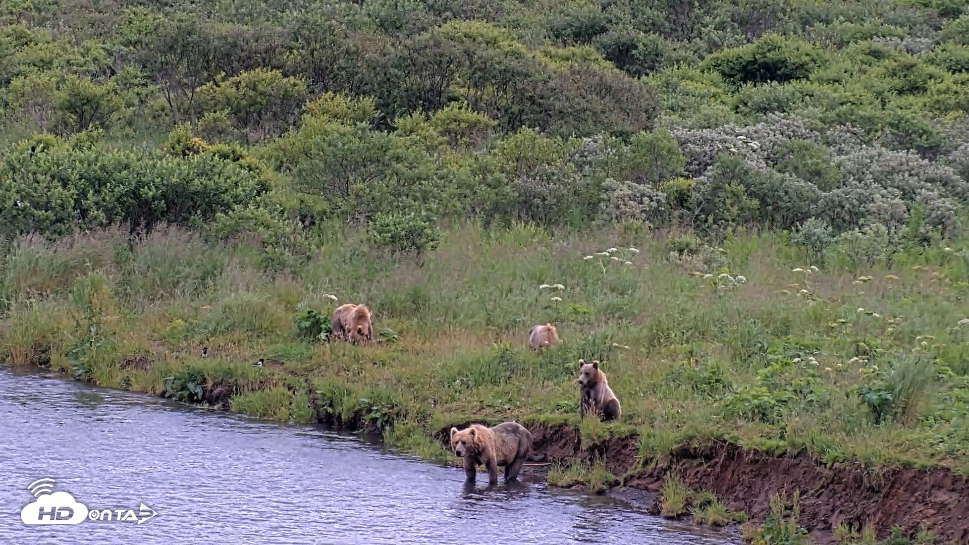 Snapshot of Kodiak Alaska Brown Bears Live Webcam taken Aug 6, 2026, 7:15pm AKDT