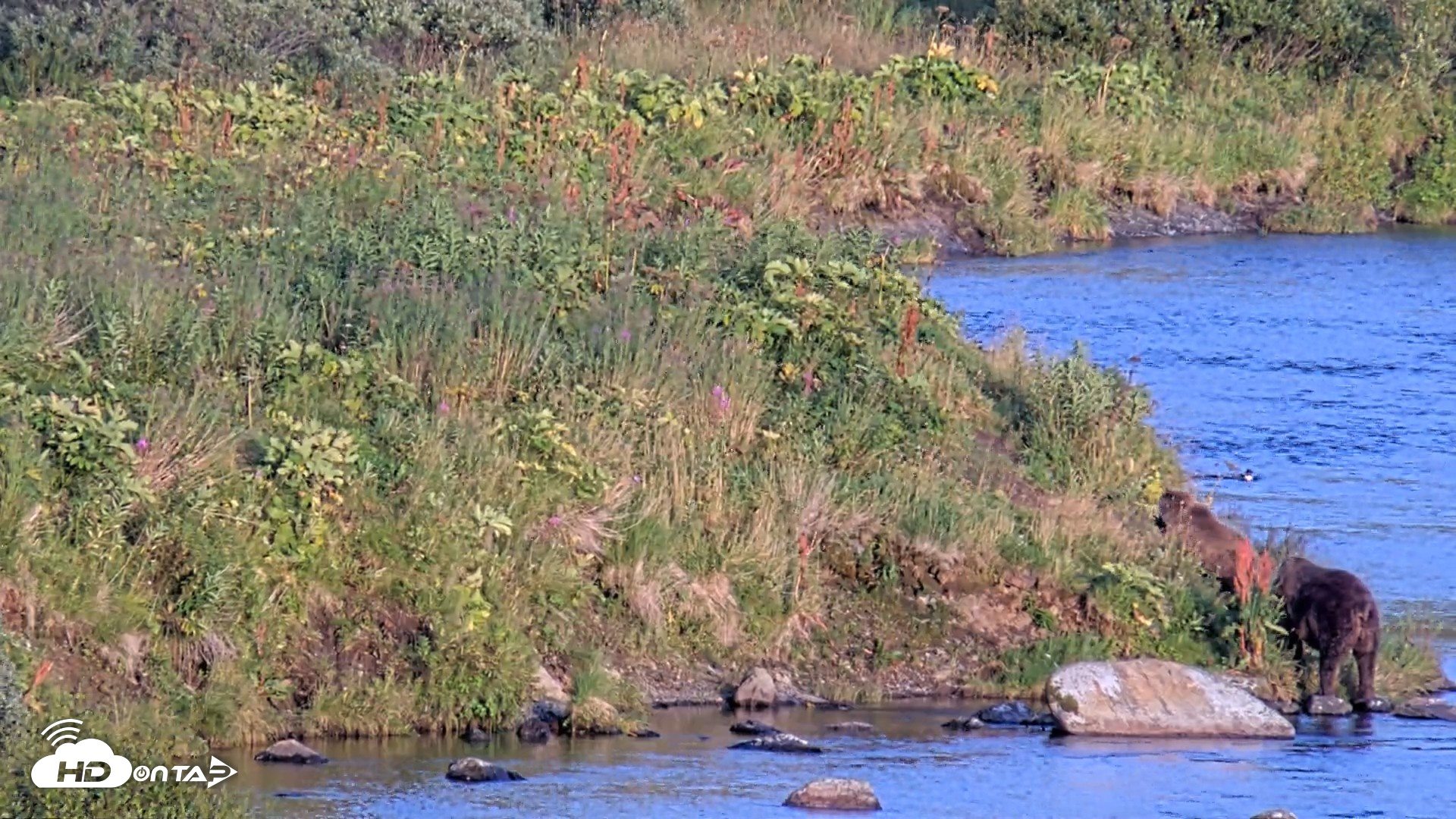 Snapshot of Kodiak Alaska Brown Bears Live Webcam taken Aug 29, 2026, 8:01pm AKDT