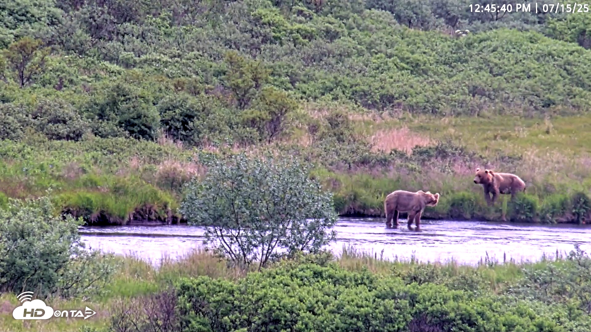 Snapshot of Kodiak Alaska Brown Bears Live Webcam taken Jul 15, 2025, 12:46pm AKDT
