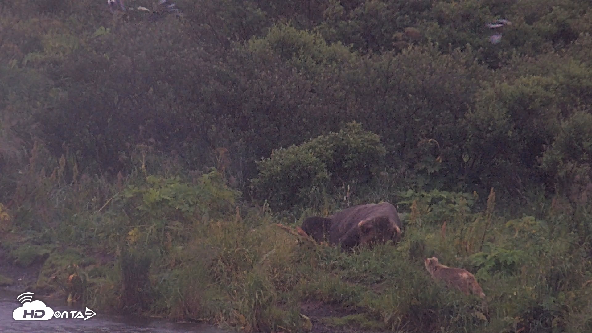 Snapshot of Kodiak Alaska Brown Bears Live Webcam taken Aug 16, 2026, 7:49am AKDT