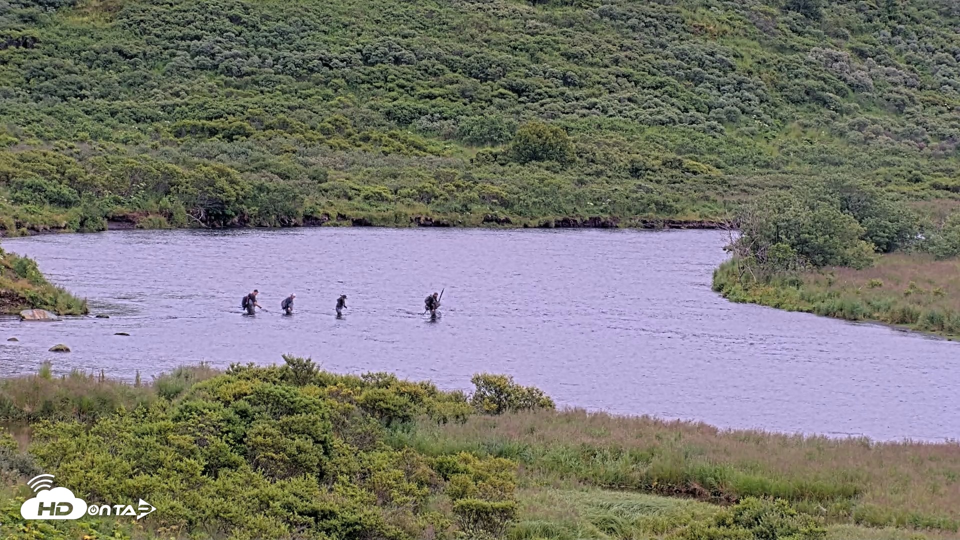Snapshot of Kodiak Alaska Brown Bears Live Webcam taken Aug 7, 2026, 9:47am AKDT