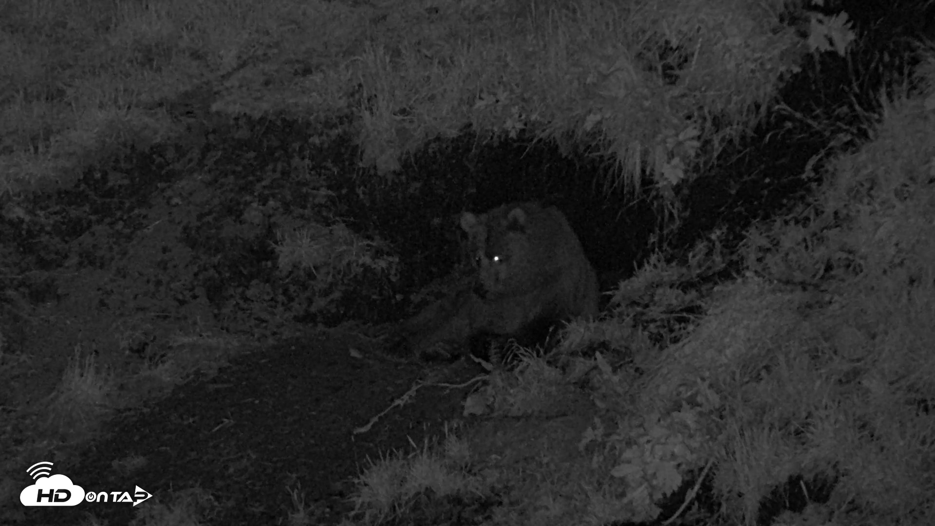 Snapshot of Kodiak Alaska Brown Bears Live Webcam taken Aug 3, 2026, 12:42am AKDT