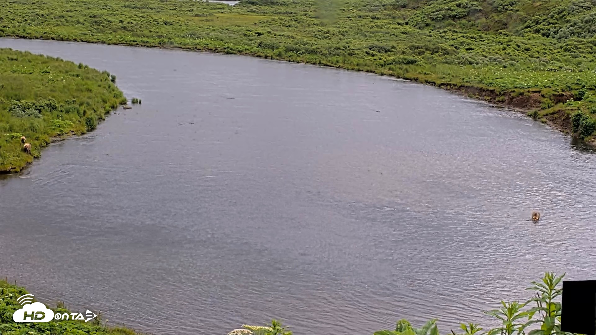 Snapshot of Kodiak Alaska Brown Bears Live Webcam taken Jul 20, 2026, 5:33pm AKDT