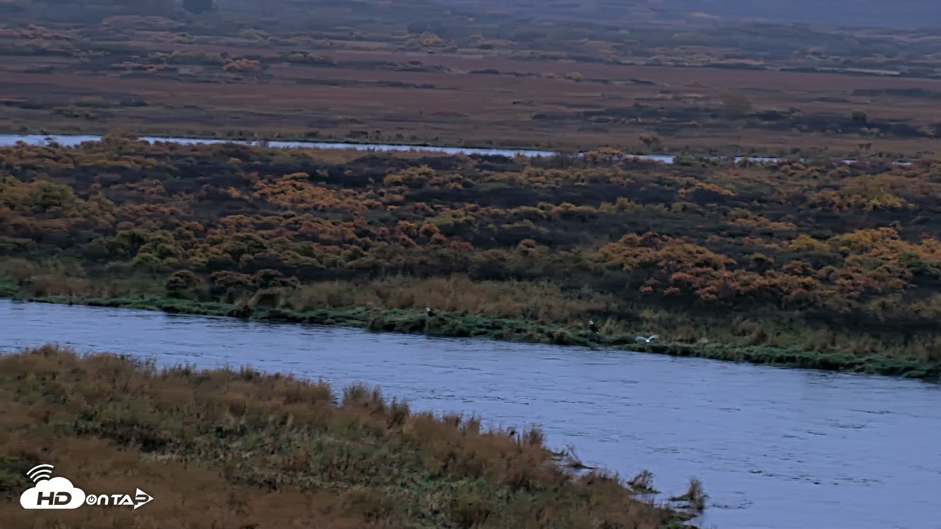 Snapshot of Kodiak Alaska Brown Bears Live Webcam taken Oct 5, 2026, 8:20am AKDT