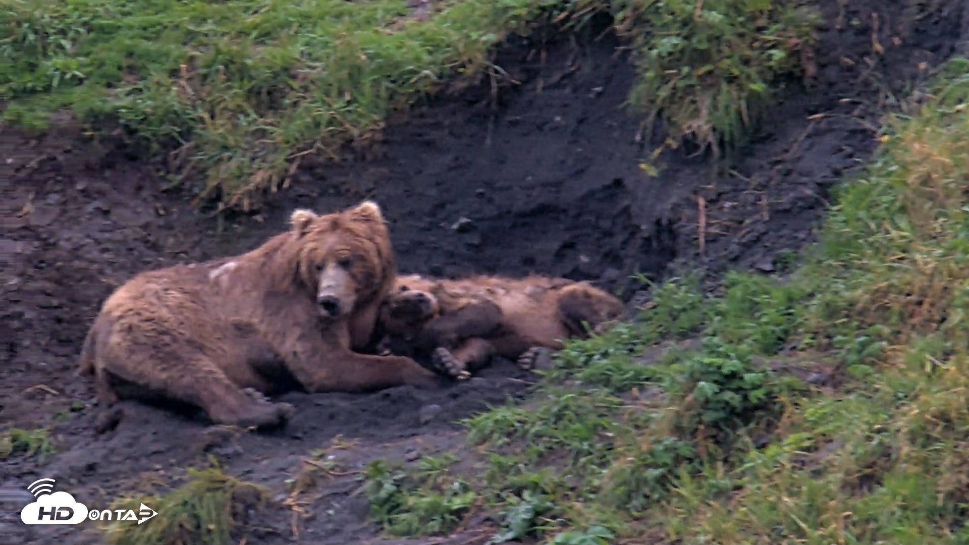 Snapshot of Kodiak Alaska Brown Bears Live Webcam taken Aug 17, 2026, 7:09pm AKDT