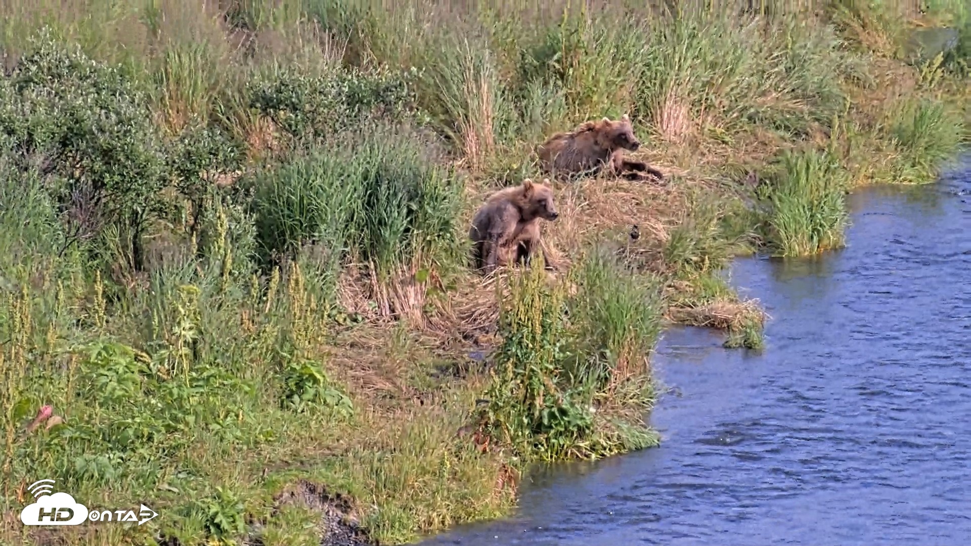 Snapshot of Kodiak Alaska Brown Bears Live Webcam taken Aug 7, 2026, 6:13pm AKDT