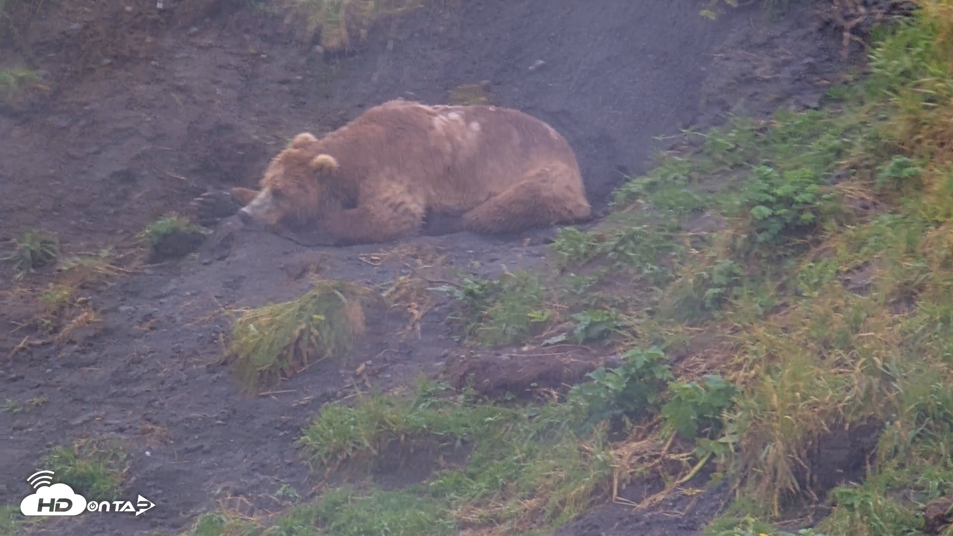 Snapshot of Kodiak Alaska Brown Bears Live Webcam taken Aug 13, 2026, 5:05pm AKDT