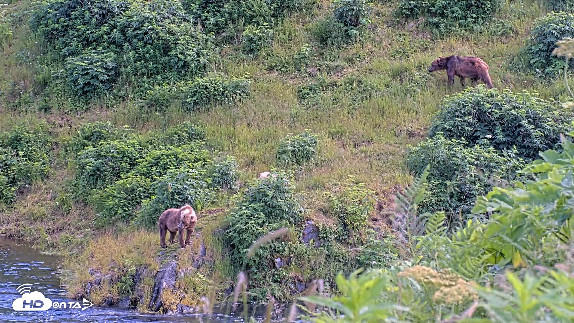 Snapshot of Kodiak Alaska Brown Bears Live Webcam taken Jul 29, 2026, 5:23pm AKDT