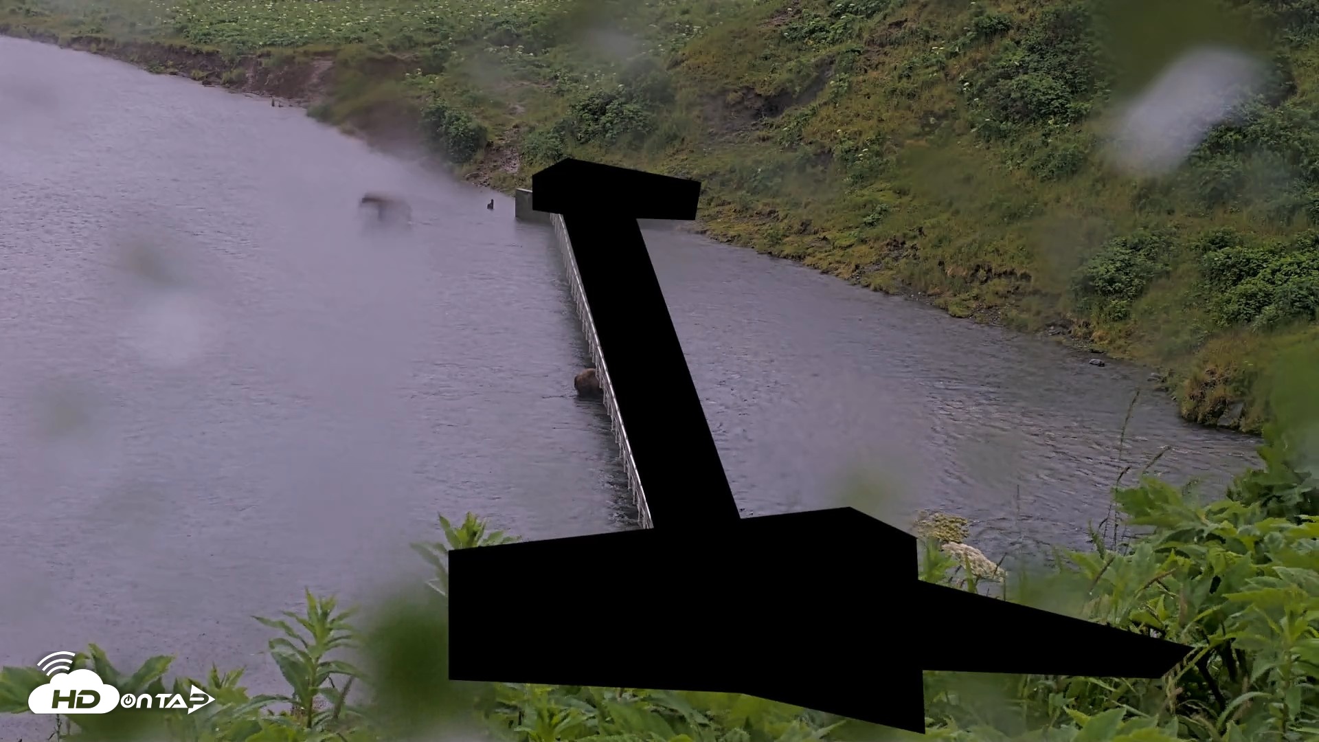 Snapshot of Kodiak Alaska Brown Bears Live Webcam taken Jul 21, 2026, 6:48am AKDT