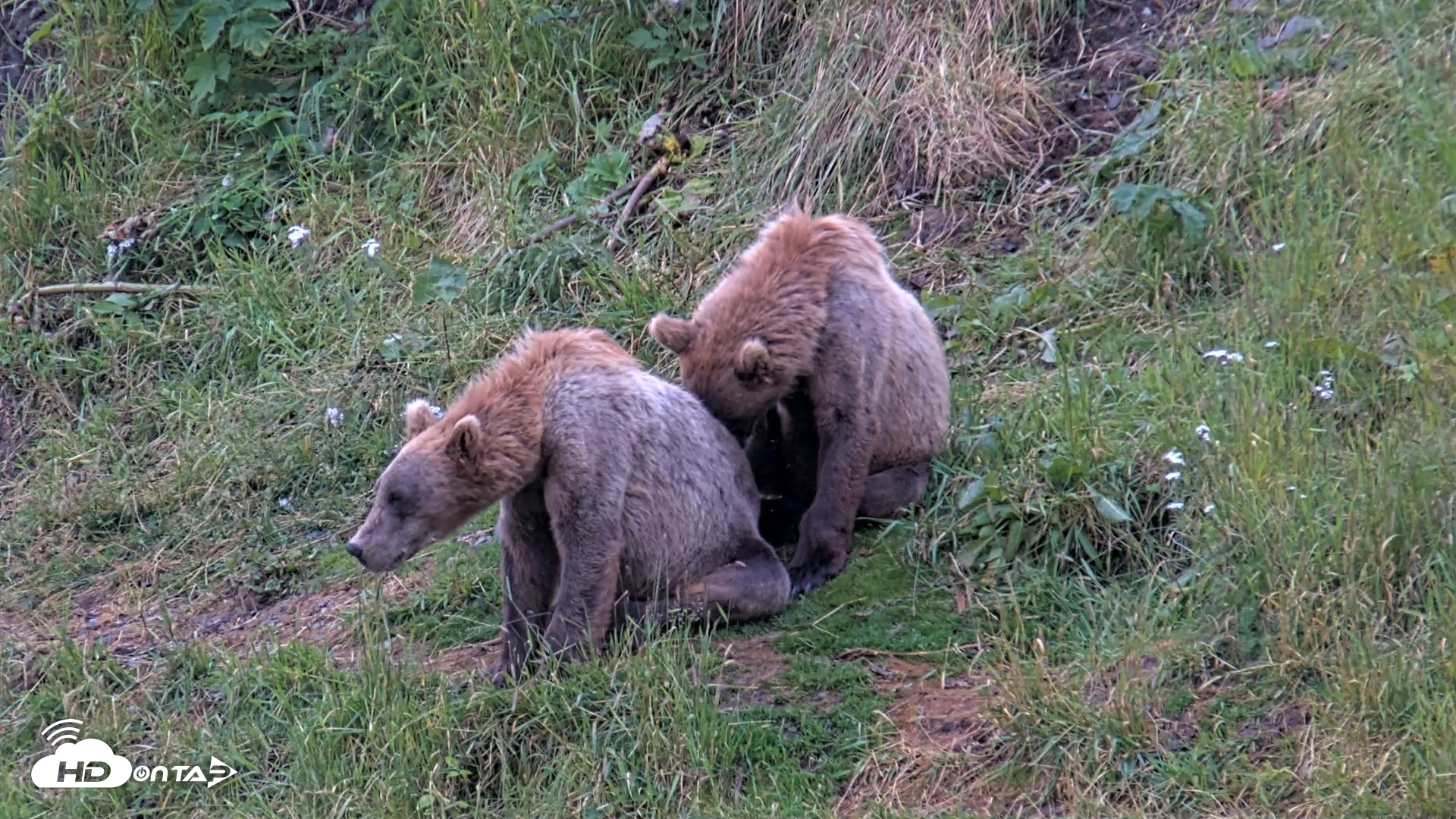 Snapshot of Kodiak Alaska Brown Bears Live Webcam taken Aug 6, 2026, 7:44am AKDT