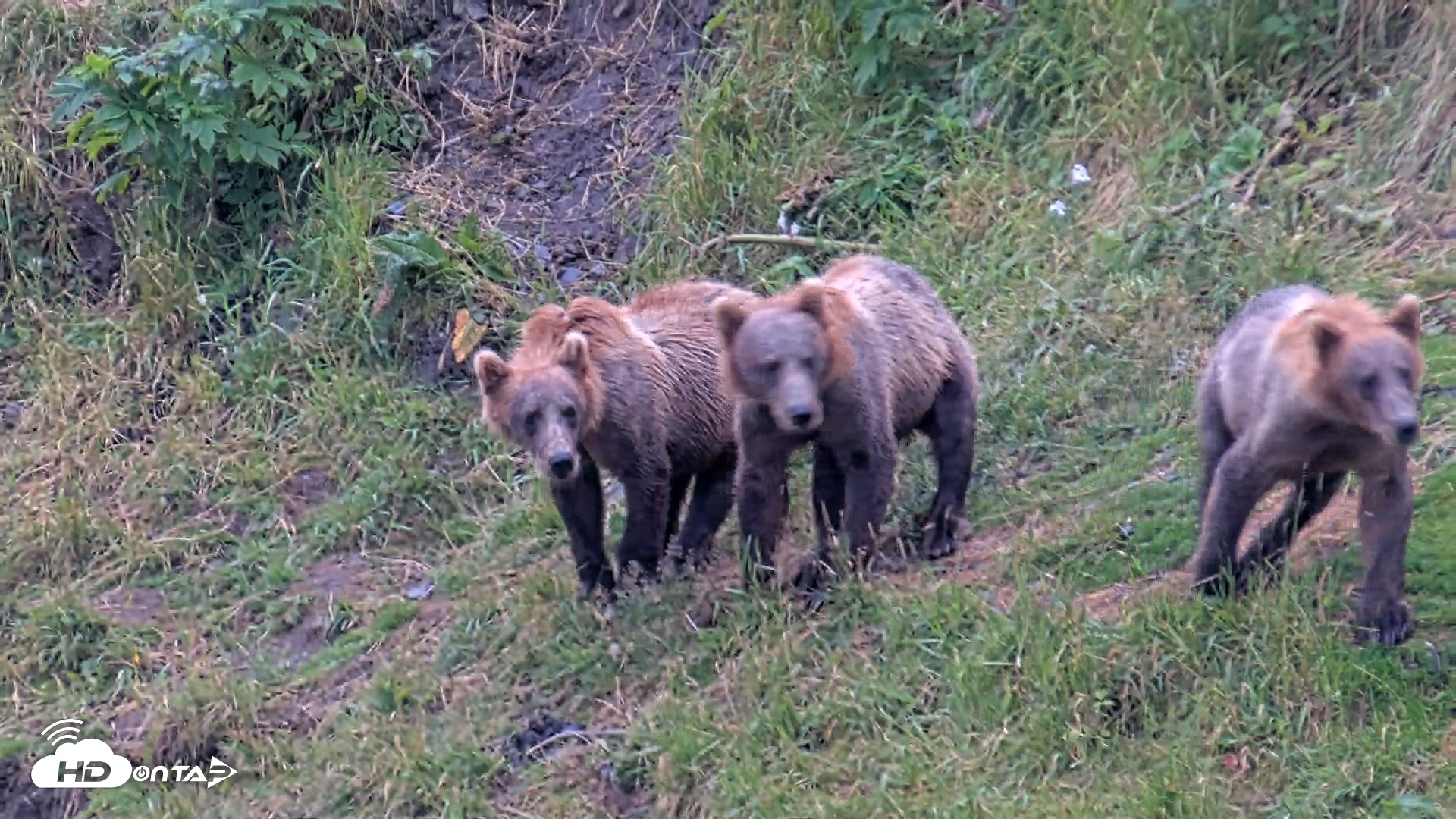Snapshot of Kodiak Alaska Brown Bears Live Webcam taken Aug 5, 2026, 8:49pm AKDT