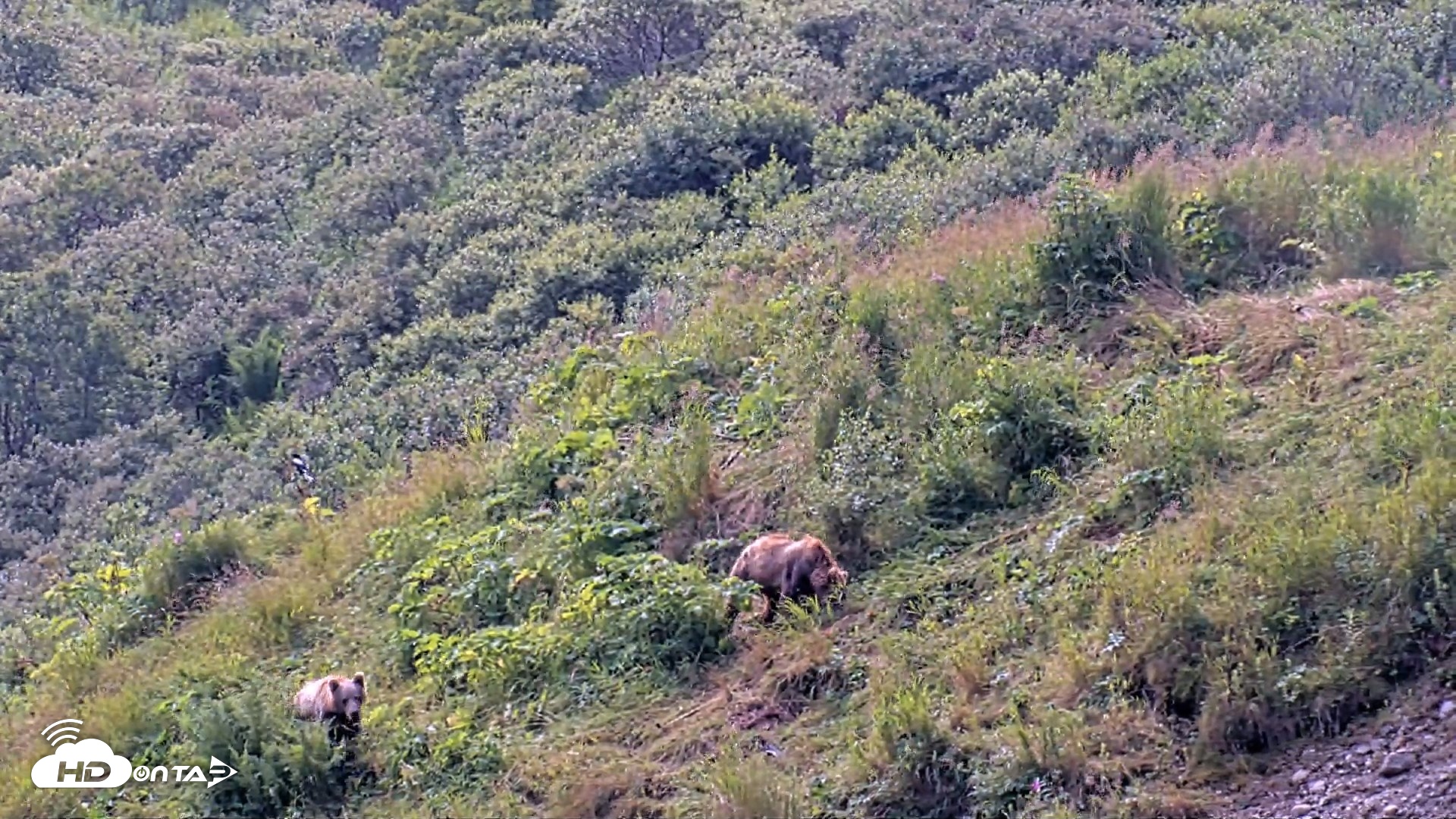Snapshot of Kodiak Alaska Brown Bears Live Webcam taken Aug 9, 2026, 12:48pm AKDT