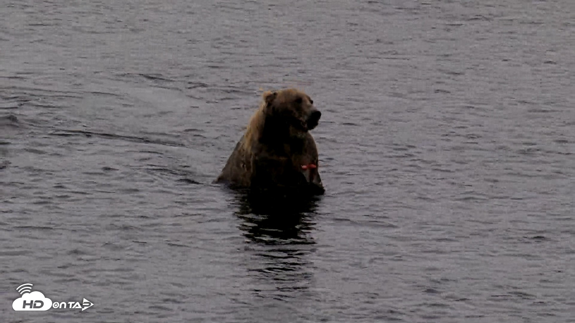 Snapshot of Kodiak Alaska Brown Bears Live Webcam taken Aug 18, 2026, 7:30am AKDT