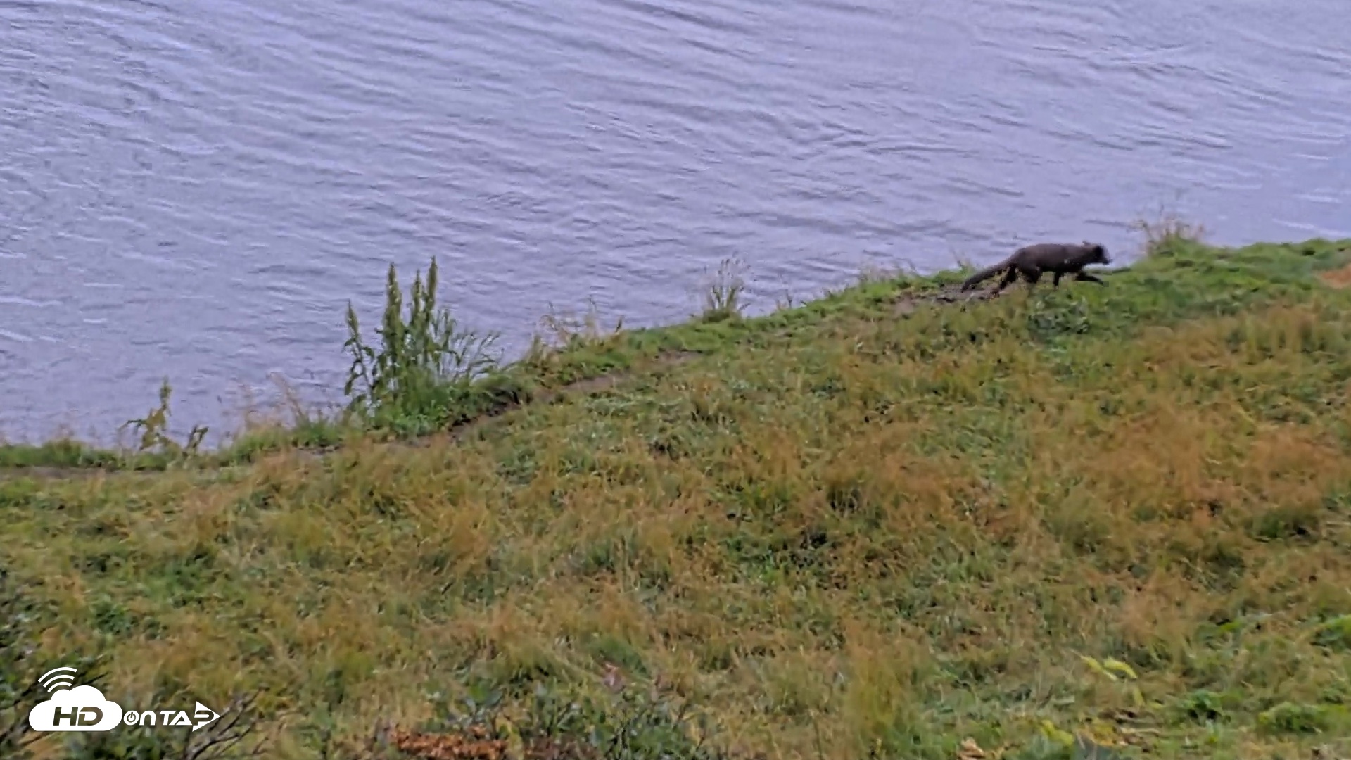 Snapshot of Kodiak Alaska Brown Bears Live Webcam taken Aug 20, 2026, 5:14pm AKDT