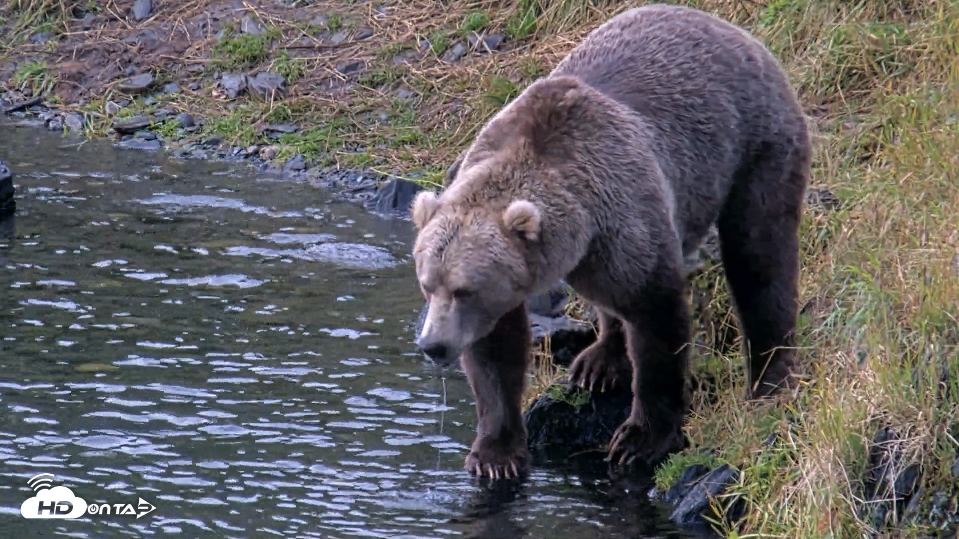 Snapshot of Kodiak Alaska Brown Bears Live Webcam taken Aug 14, 2026, 7:40am AKDT