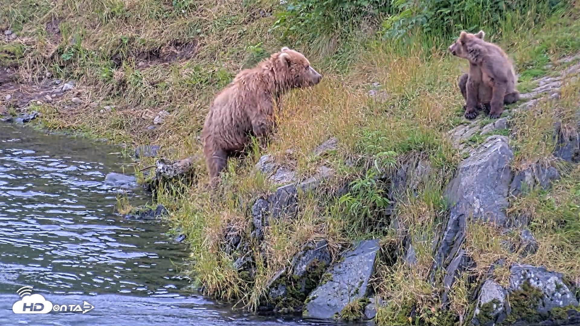 Snapshot of Kodiak Alaska Brown Bears Live Webcam taken Aug 4, 2026, 9:09pm AKDT