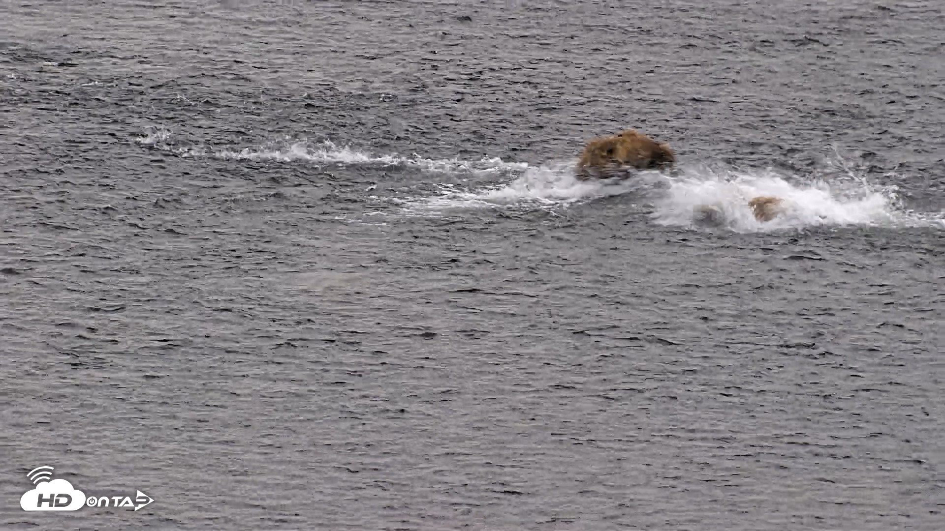 Snapshot of Kodiak Alaska Brown Bears Live Webcam taken Aug 3, 2026, 6:29am AKDT