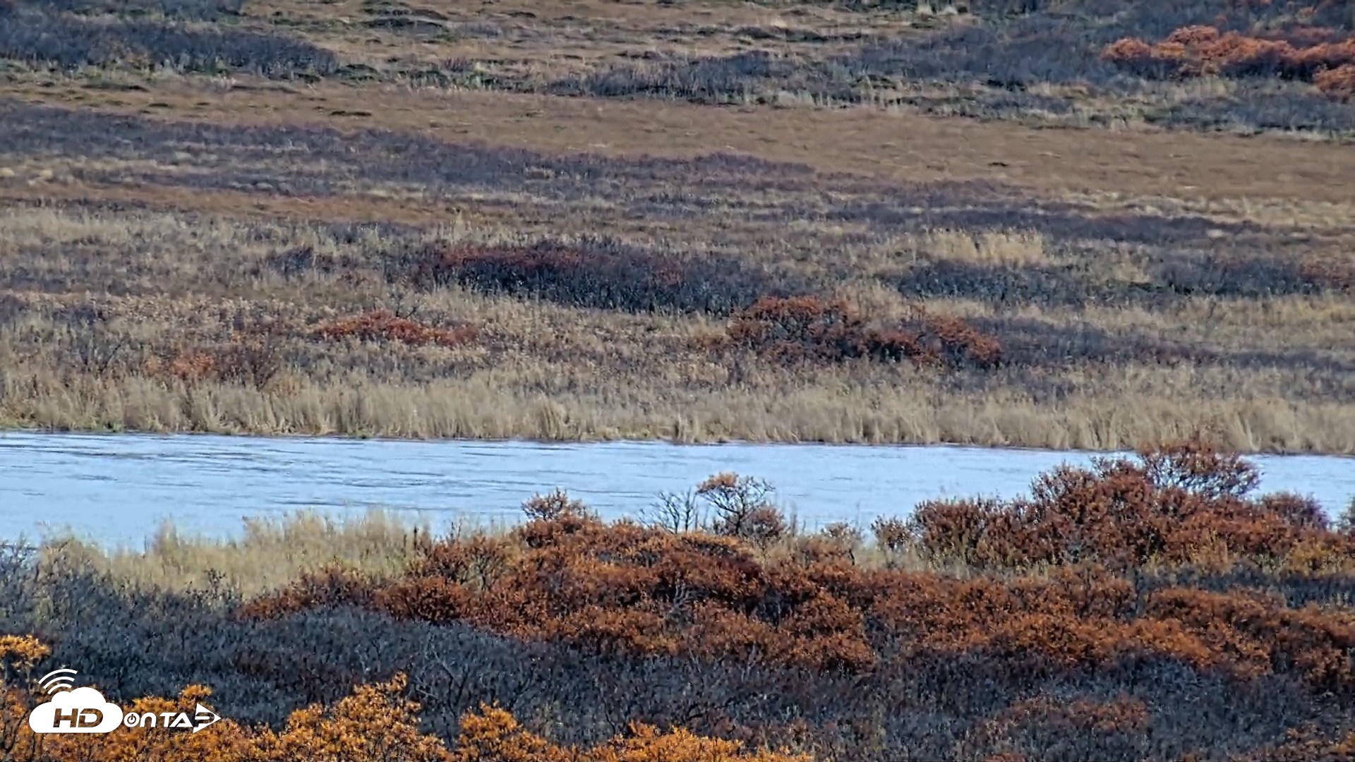 Snapshot of Kodiak Alaska Brown Bears Live Webcam taken Oct 20, 2026, 3:47pm AKDT