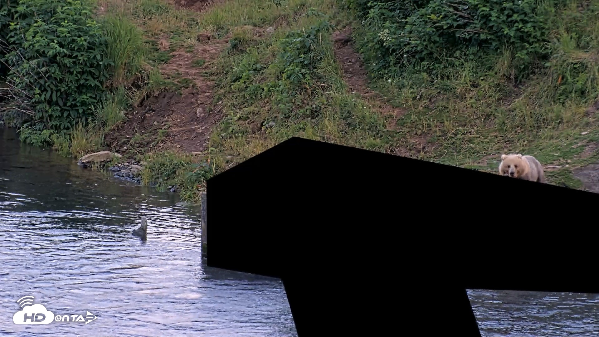 Snapshot of Kodiak Alaska Brown Bears Live Webcam taken Aug 1, 2026, 10:24pm AKDT