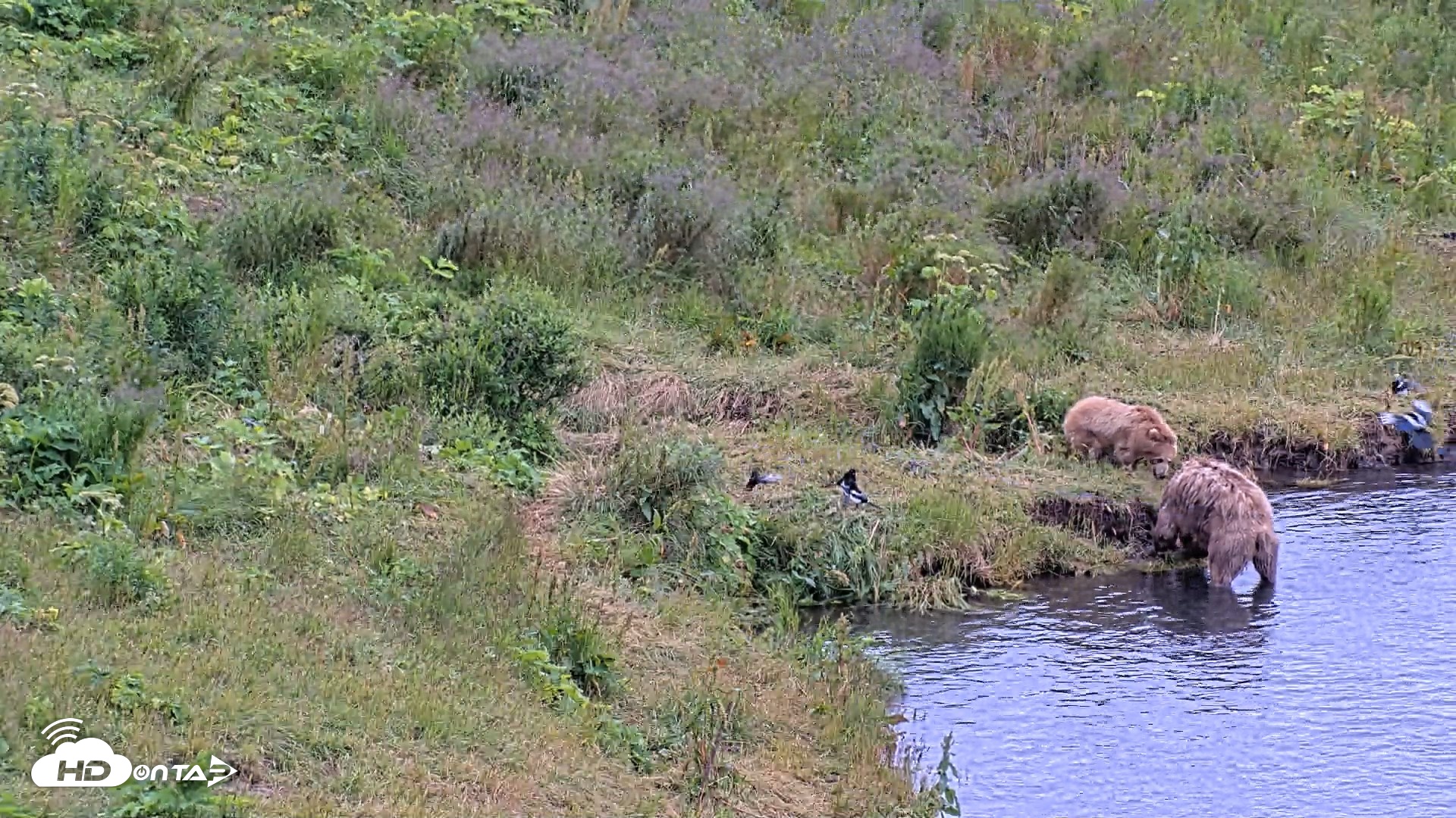 Snapshot of Kodiak Alaska Brown Bears Live Webcam taken Aug 3, 2026, 7:42pm AKDT