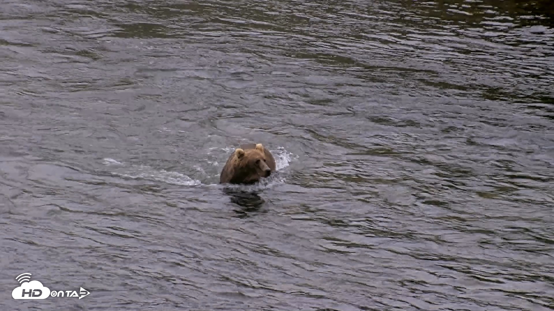 Snapshot of Kodiak Alaska Brown Bears Live Webcam taken Aug 4, 2026, 7:04am AKDT