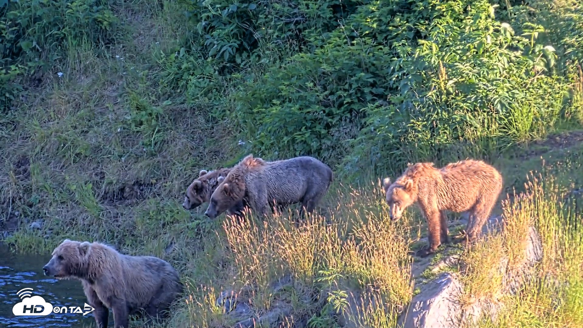 Snapshot of Kodiak Alaska Brown Bears Live Webcam taken Jul 30, 2026, 8:51pm AKDT