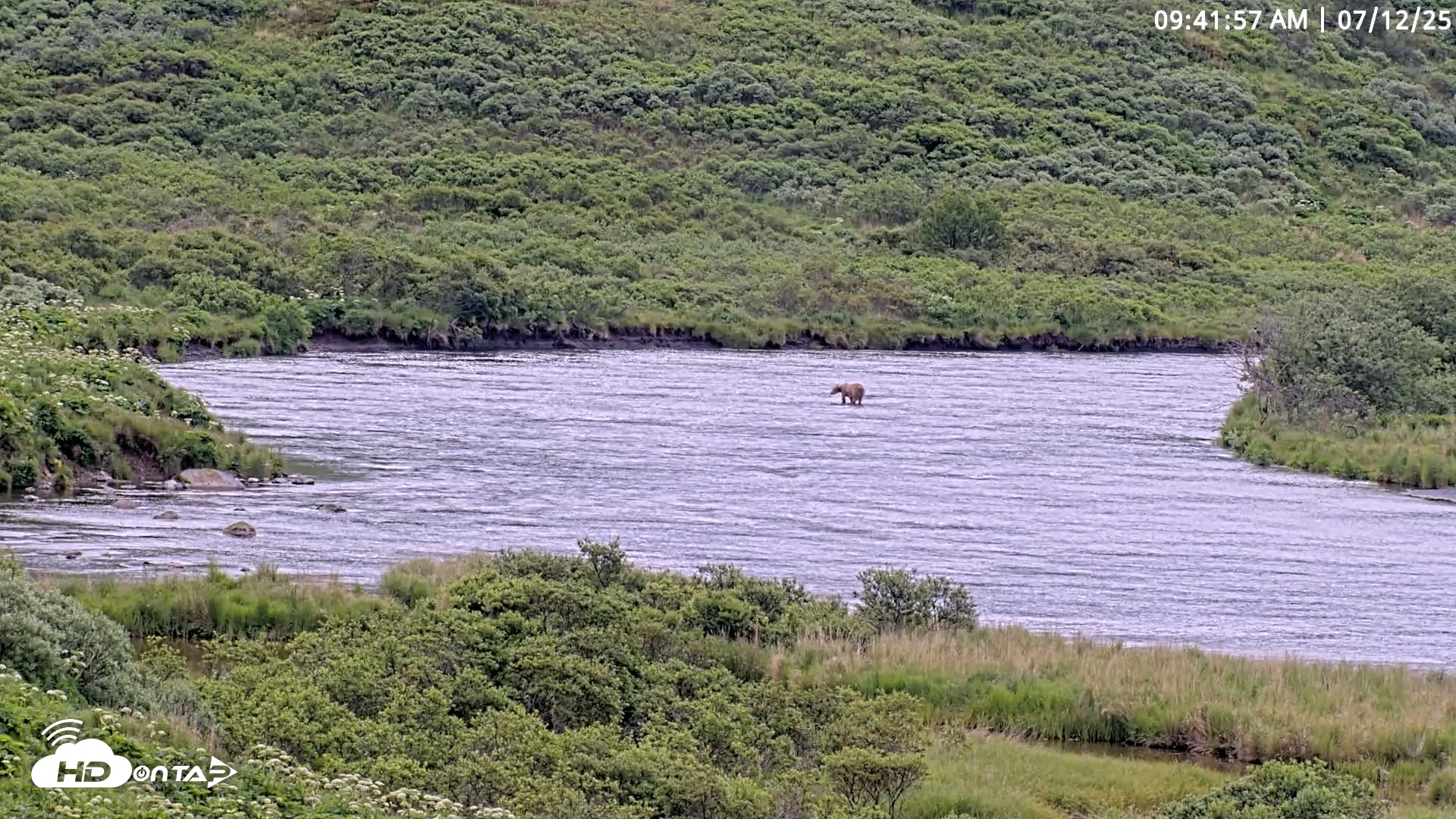 Snapshot of Kodiak Alaska Brown Bears Live Webcam taken Jul 12, 2025, 9:42am AKDT