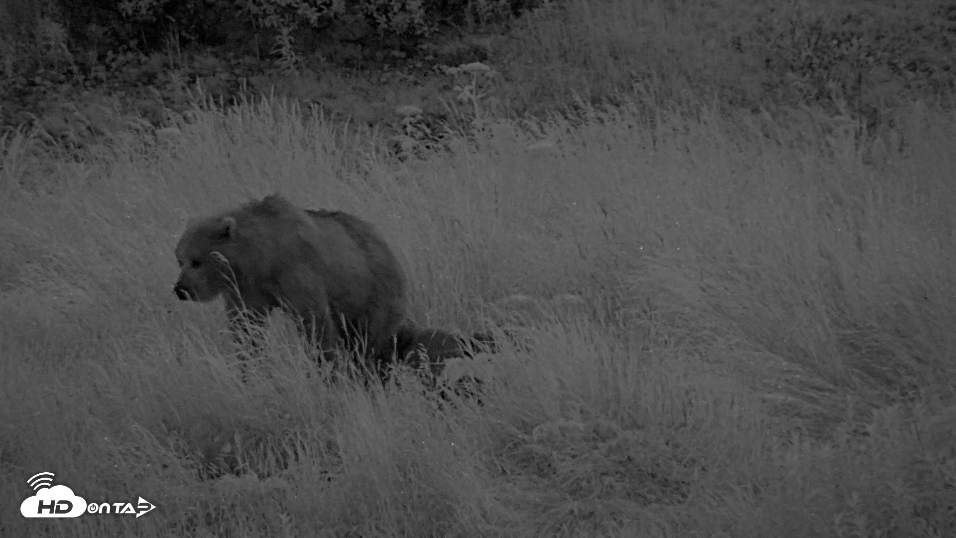 Snapshot of Kodiak Alaska Brown Bears Live Webcam taken Jul 27, 2026, 11:23pm AKDT