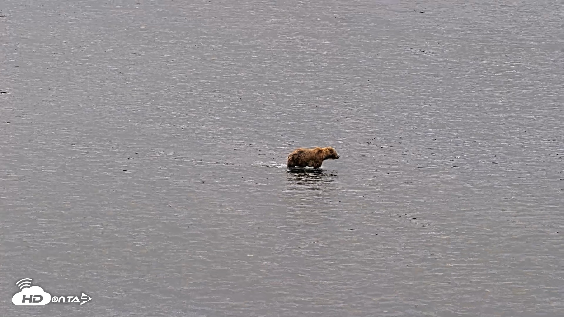 Snapshot of Kodiak Alaska Brown Bears Live Webcam taken Aug 3, 2026, 8:46am AKDT