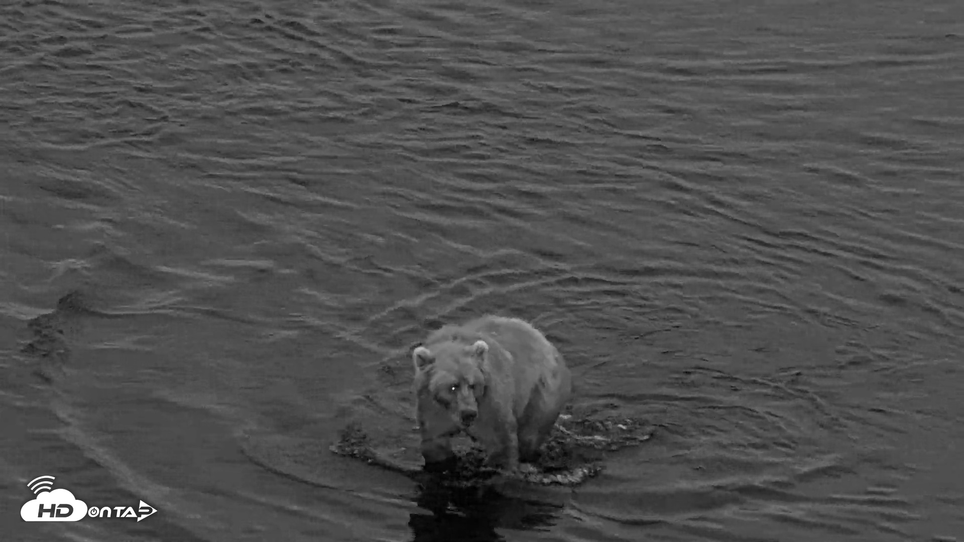 Snapshot of Kodiak Alaska Brown Bears Live Webcam taken Aug 21, 2026, 6:38am AKDT